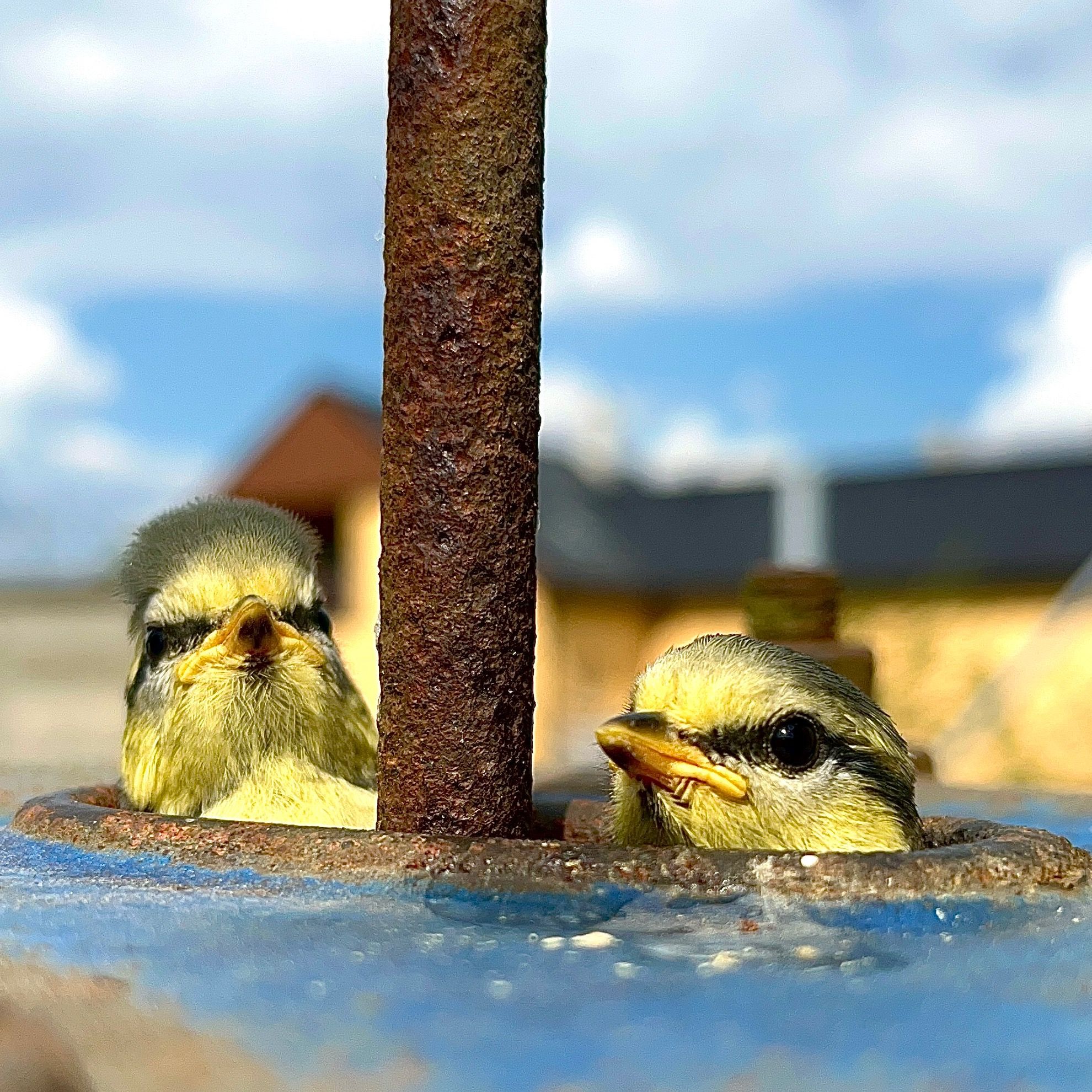 Soutěžní fotografie - Do velkého světa ze staré pumpy,  Okresaneč
