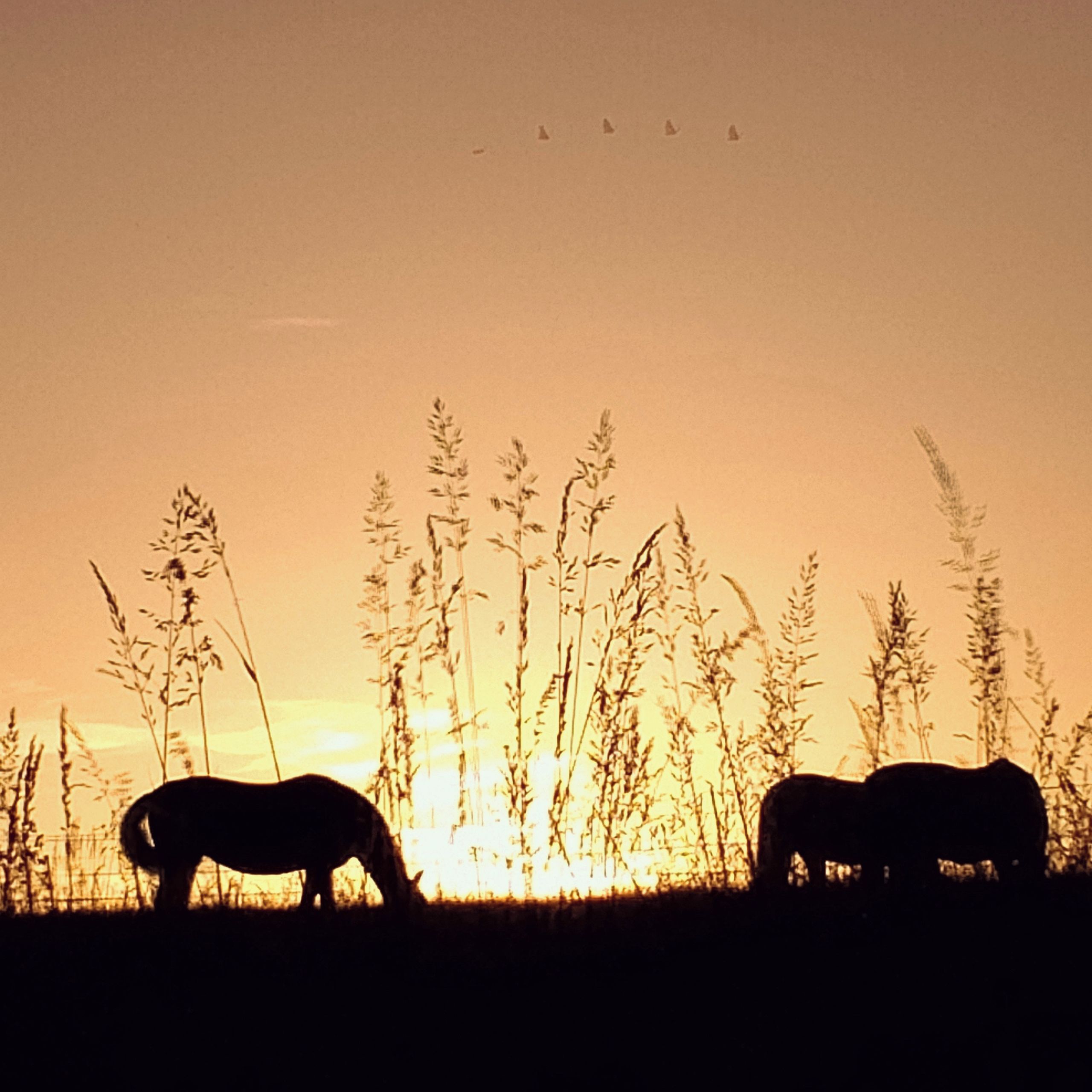Soutěžní fotografie - Na divokém západě,  Seeberg,okr.Cheb
