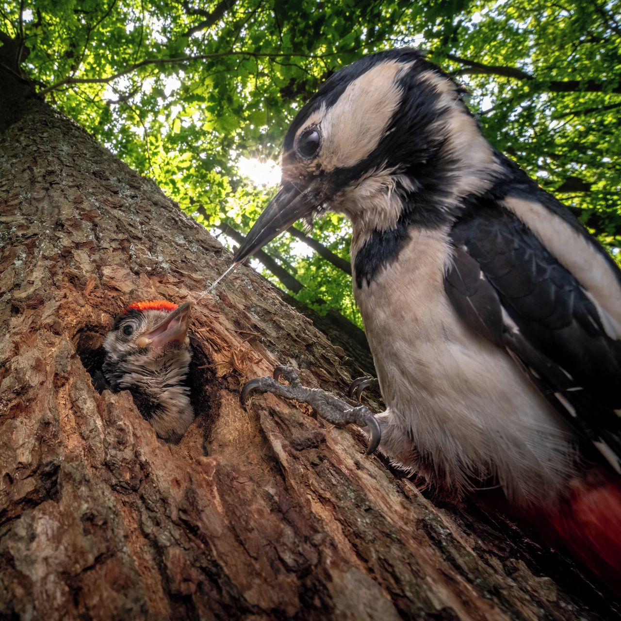Soutěžní fotografie - Rodičovská péče,  Svratecká hornatina
