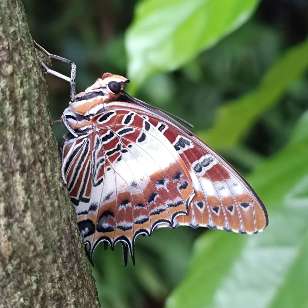 Soutěžní fotografie - Motýlí jaro,  Botanická zahrada, Praha