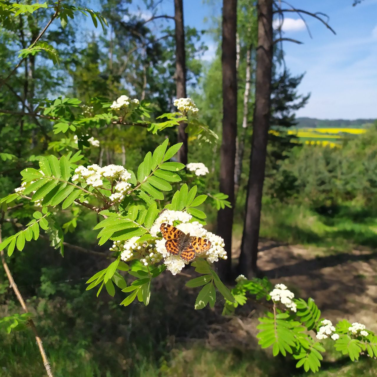Soutěžní fotografie - Klid,  Les na Vysočině