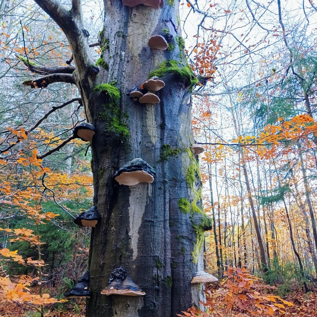 Soutěžní fotografie - Krása odcházení,  Černá Hora Krkonoše