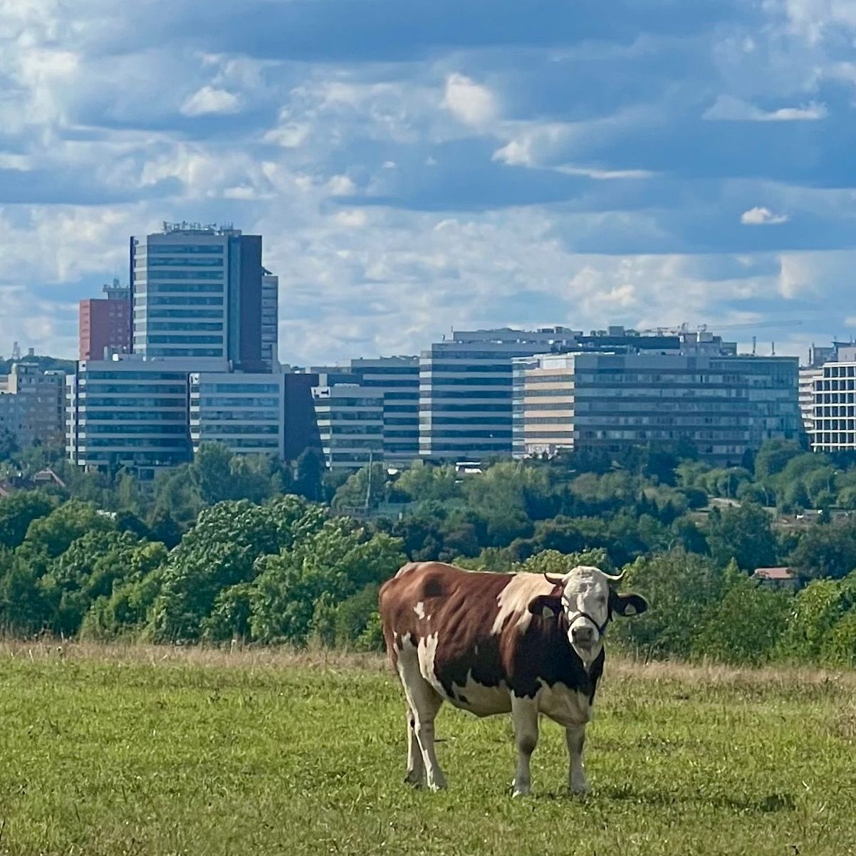 Soutěžní fotografie - Já kráva,  Praha Nové Butovice