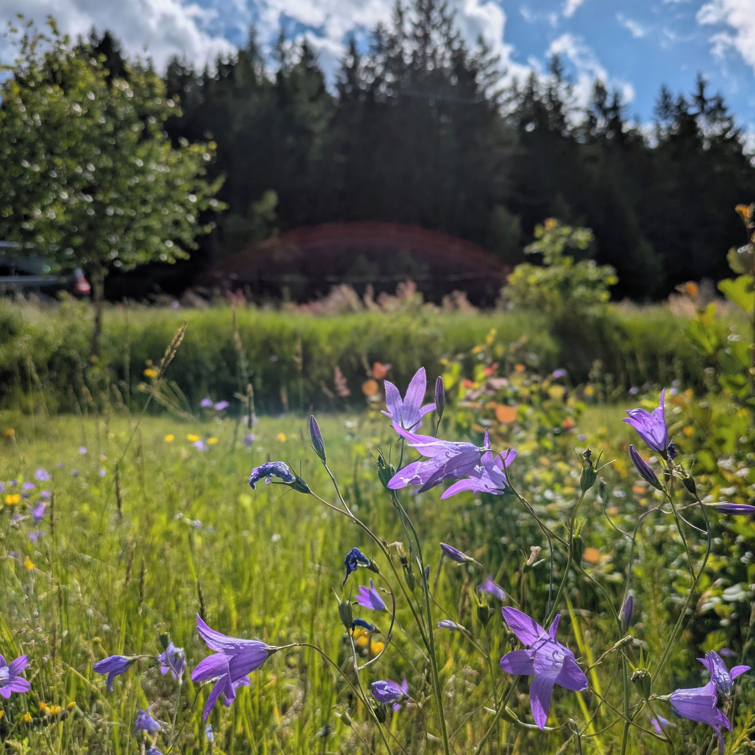 Soutěžní fotografie - Cililink,  Opatov, Luby