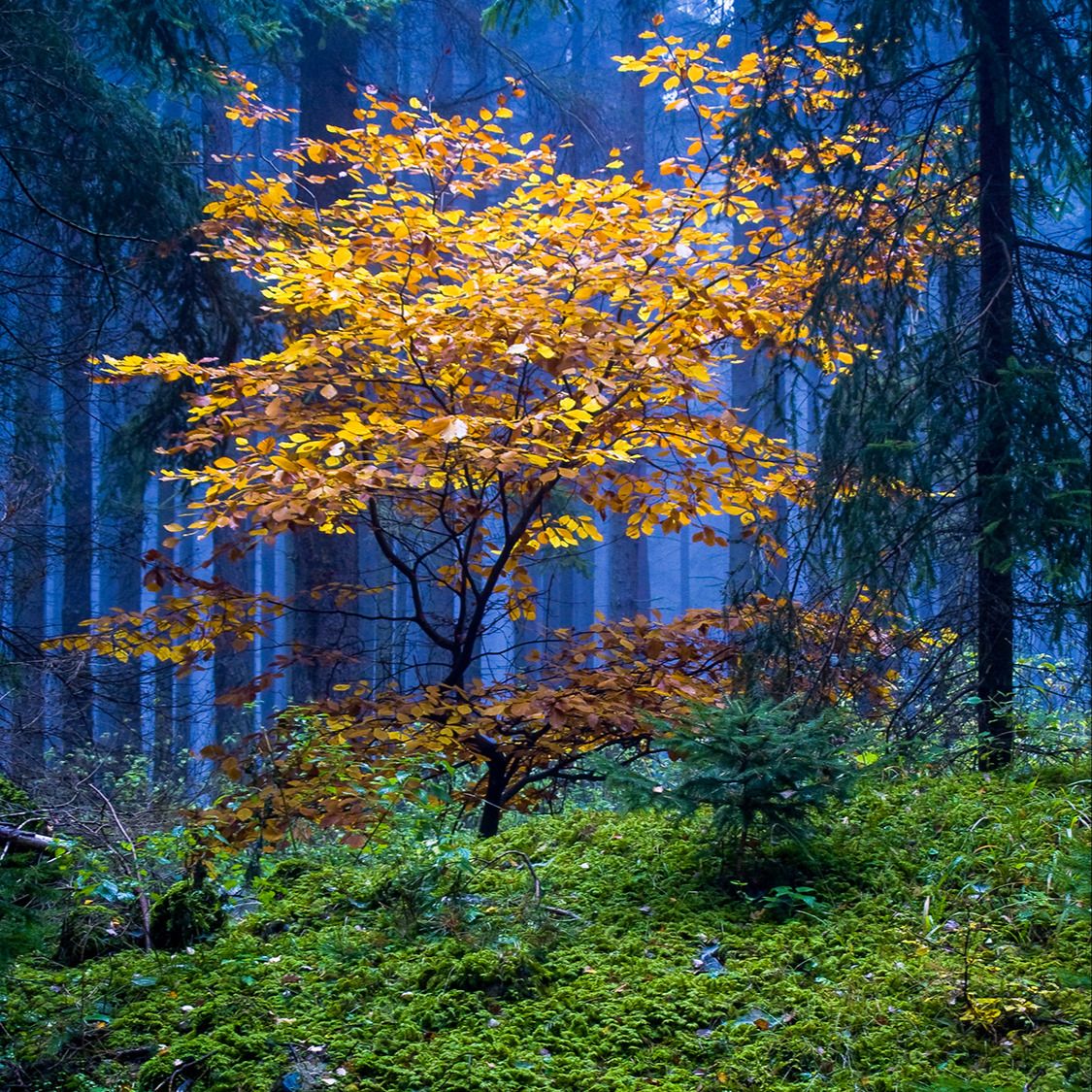 Soutěžní fotografie - Podzim na Brdech,  Brdy