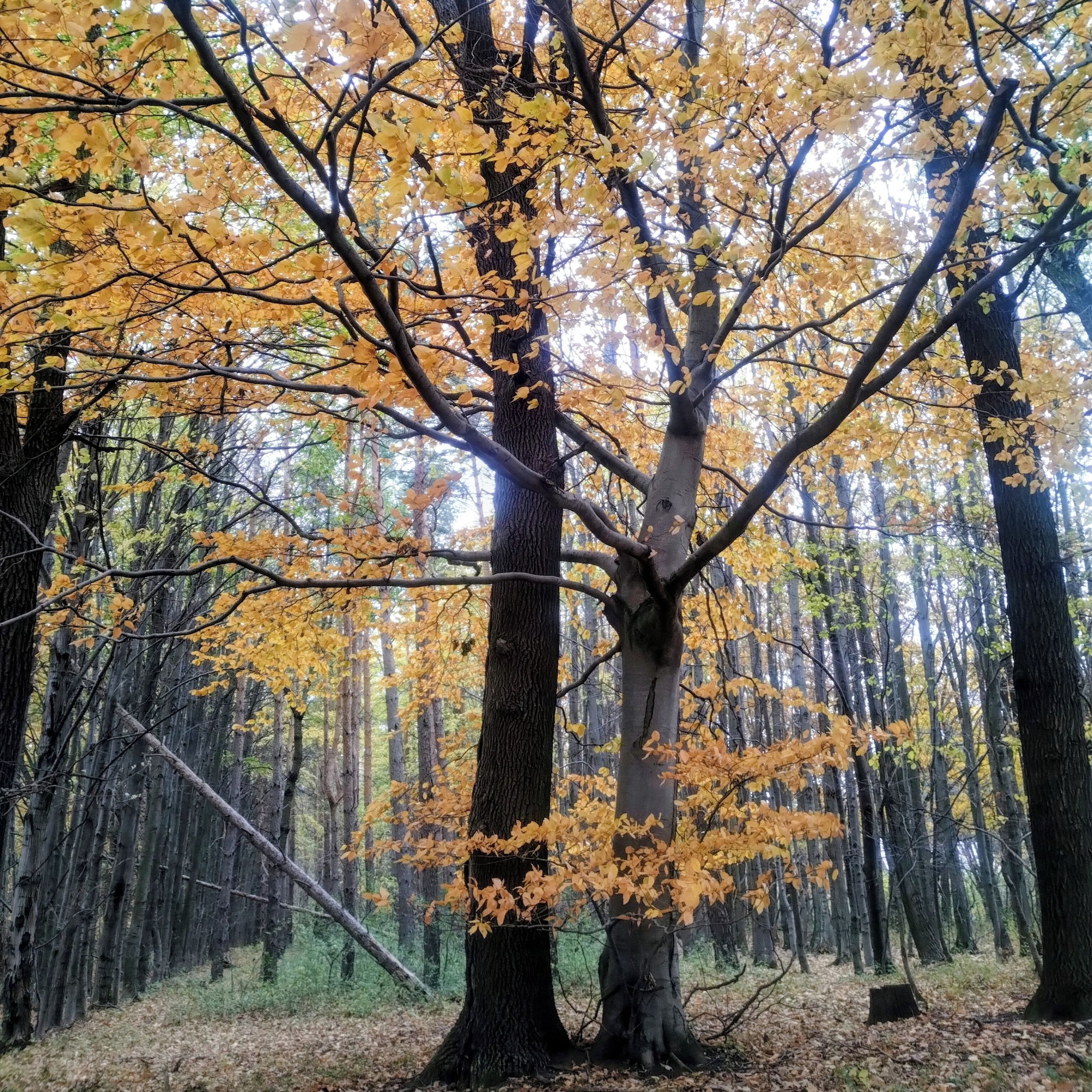 Soutěžní fotografie - Nápadník,  Bílé Karpaty