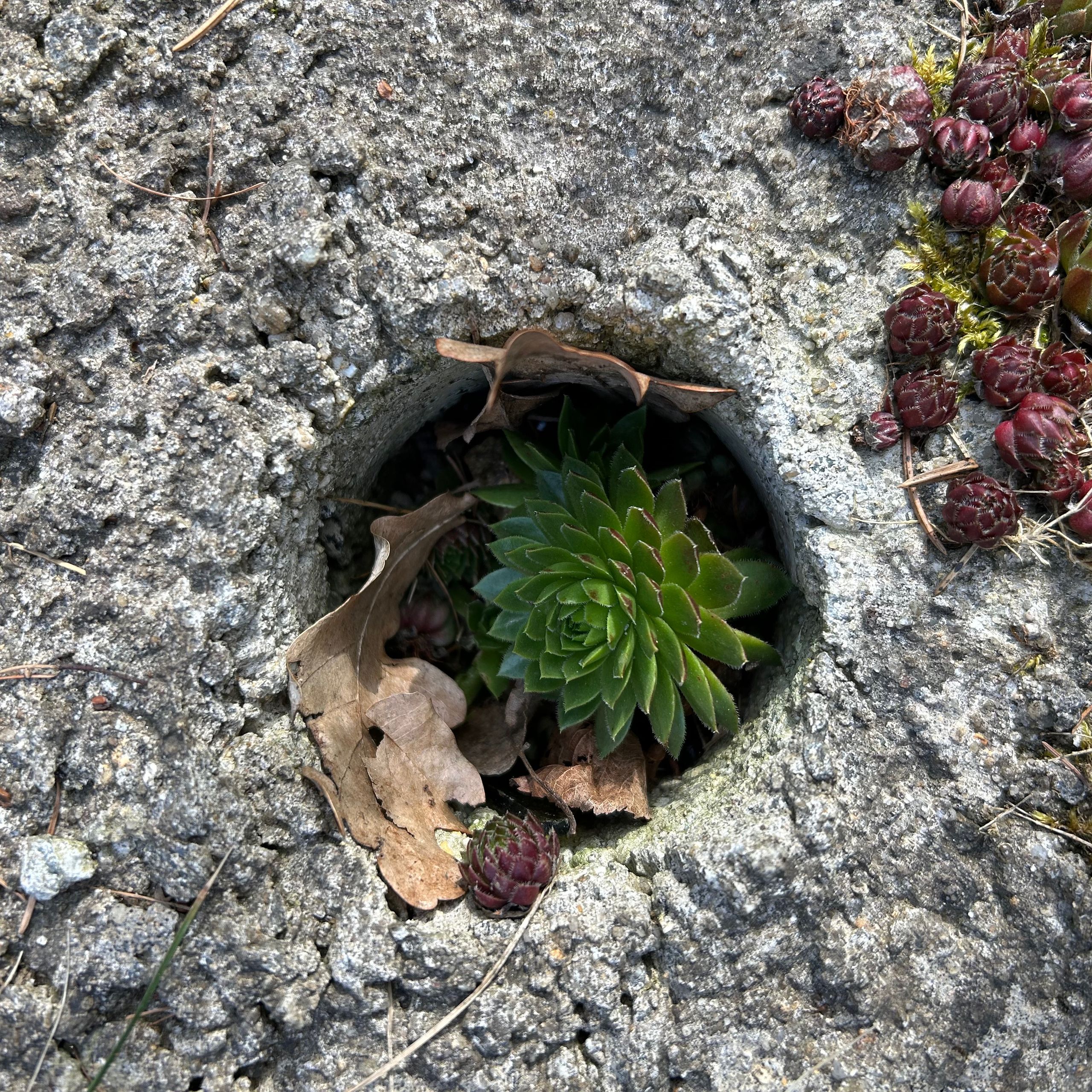 Soutěžní fotografie - Netřesk,  Humpolecko