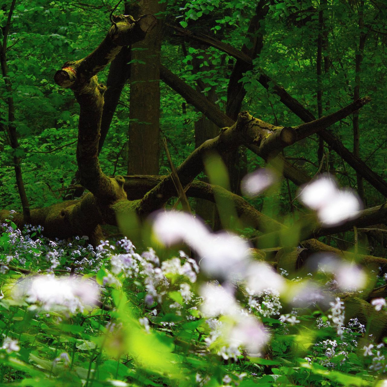 Soutěžní fotografie - Les,  Kopřivnice