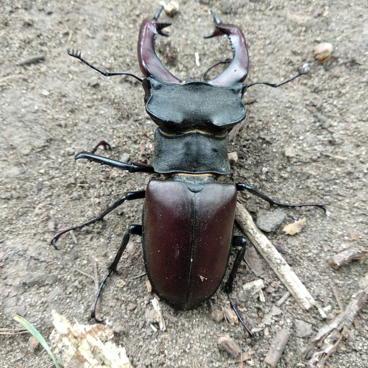 Soutěžní fotografie - lucanus cervus,  soutok Labe s Cidlinou