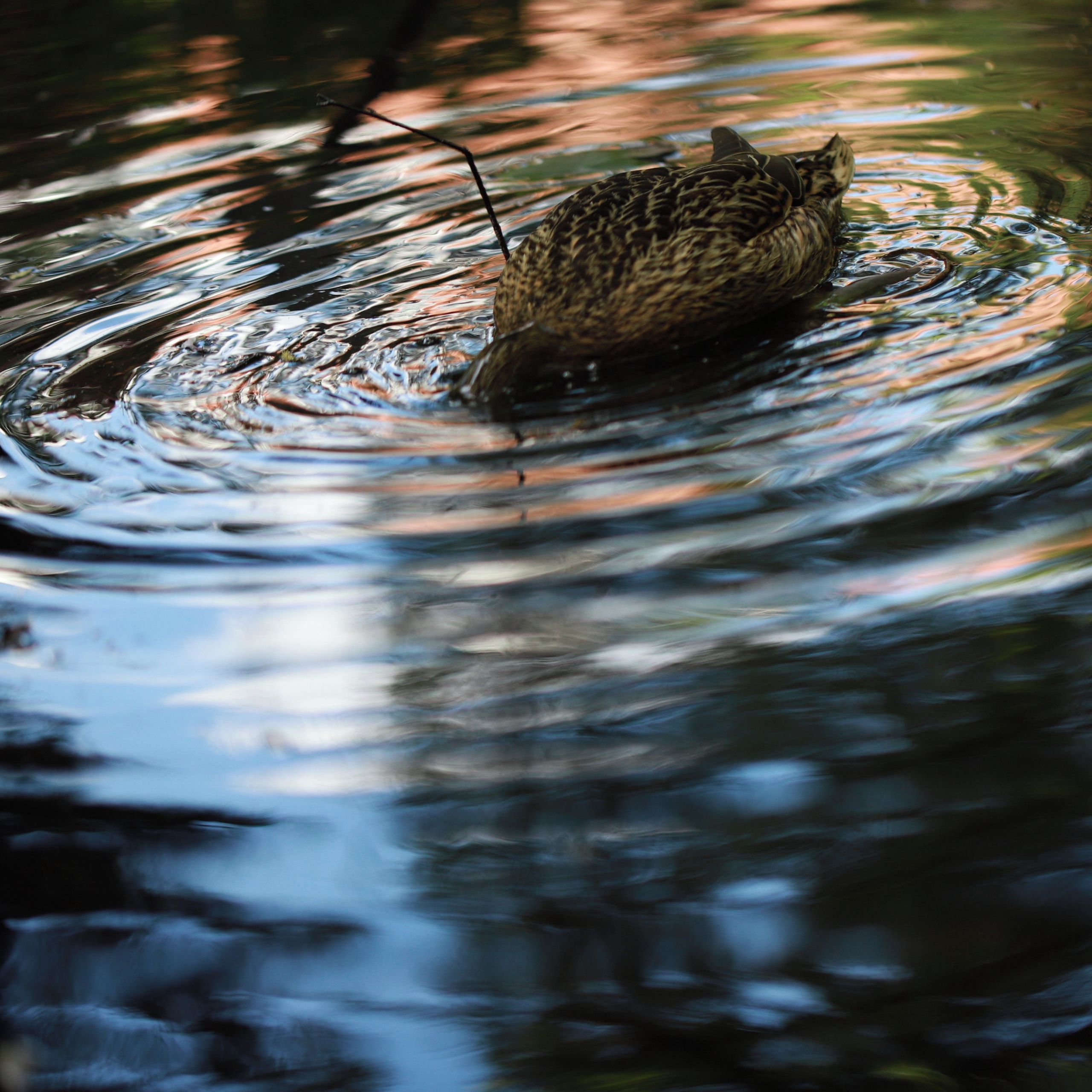 Soutěžní fotografie - Kachna,  Botanická zahrada Praha