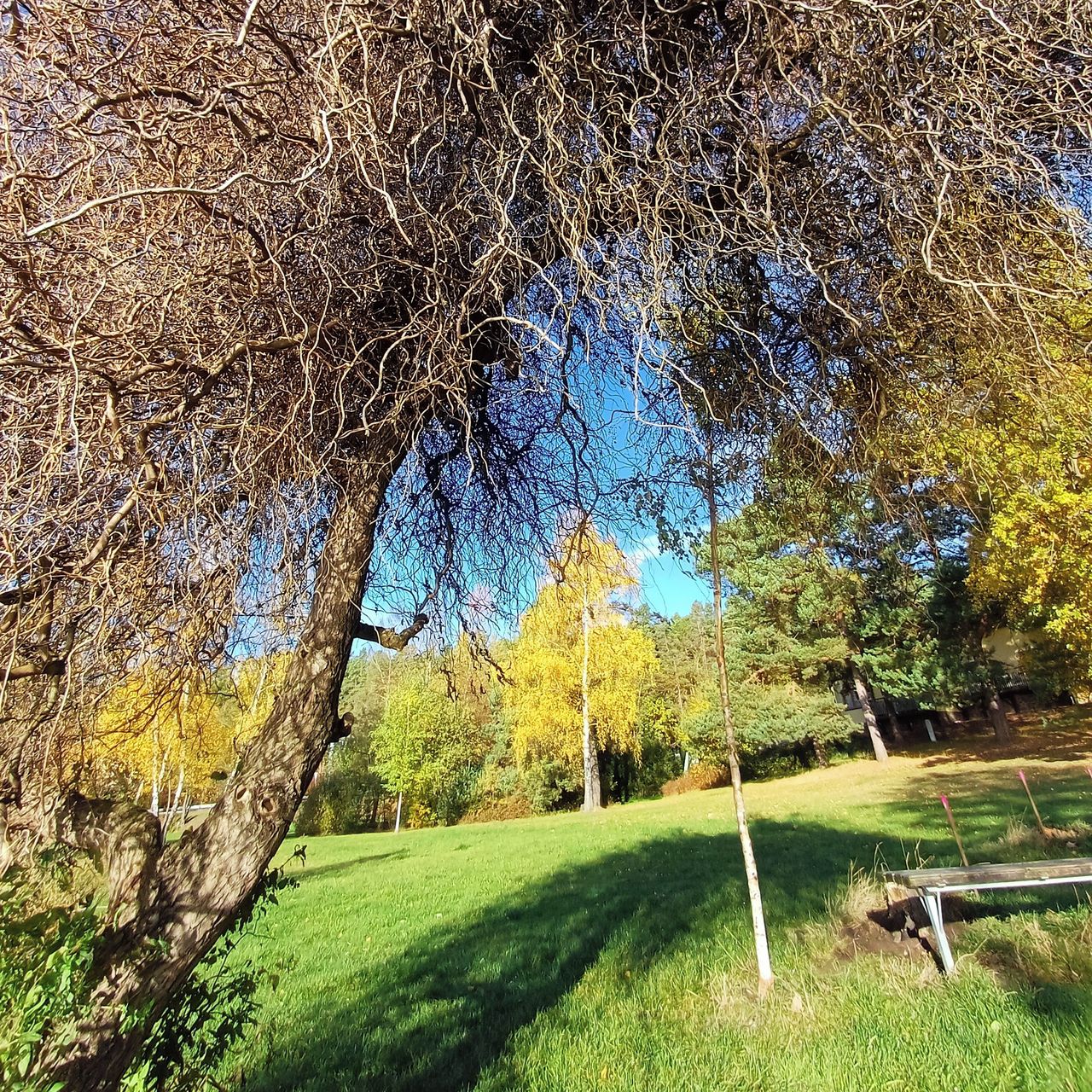 Soutěžní fotografie - Vrba v předjaří,  Kamenný Újezd resort Štilec