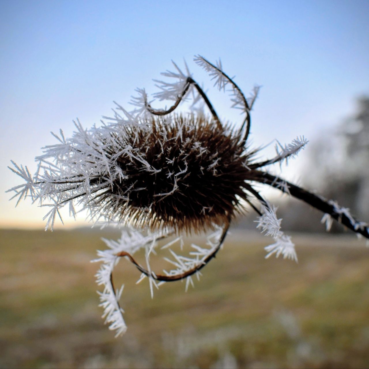 Soutěžní fotografie - Když ti vlastní bodliny nestačí,  Chřiby -Roštín