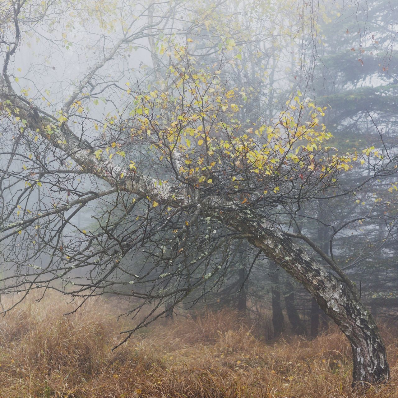 Soutěžní fotografie - V Krušných horách,  Měděnec