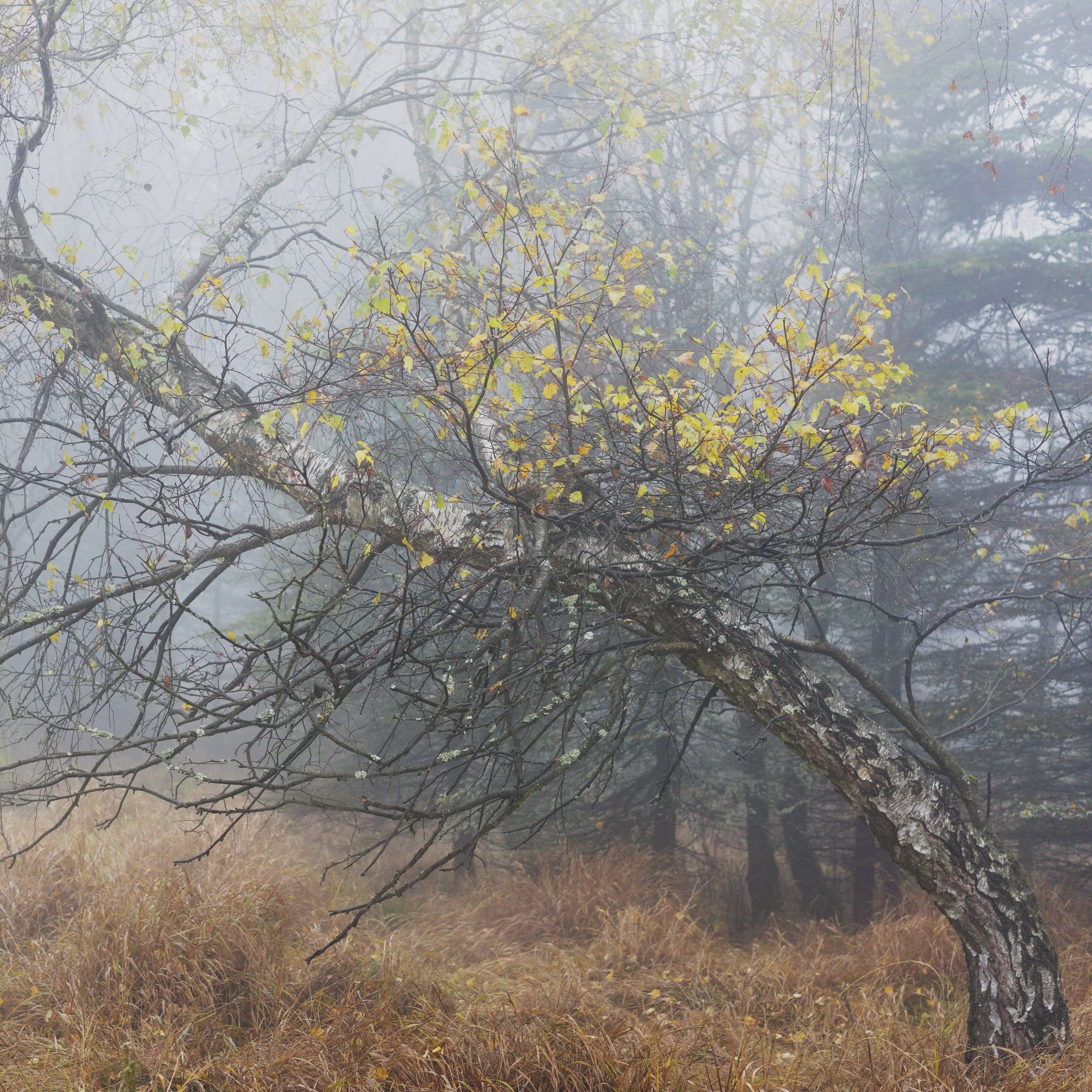 Soutěžní fotografie - V Krušných horách,  Měděnec