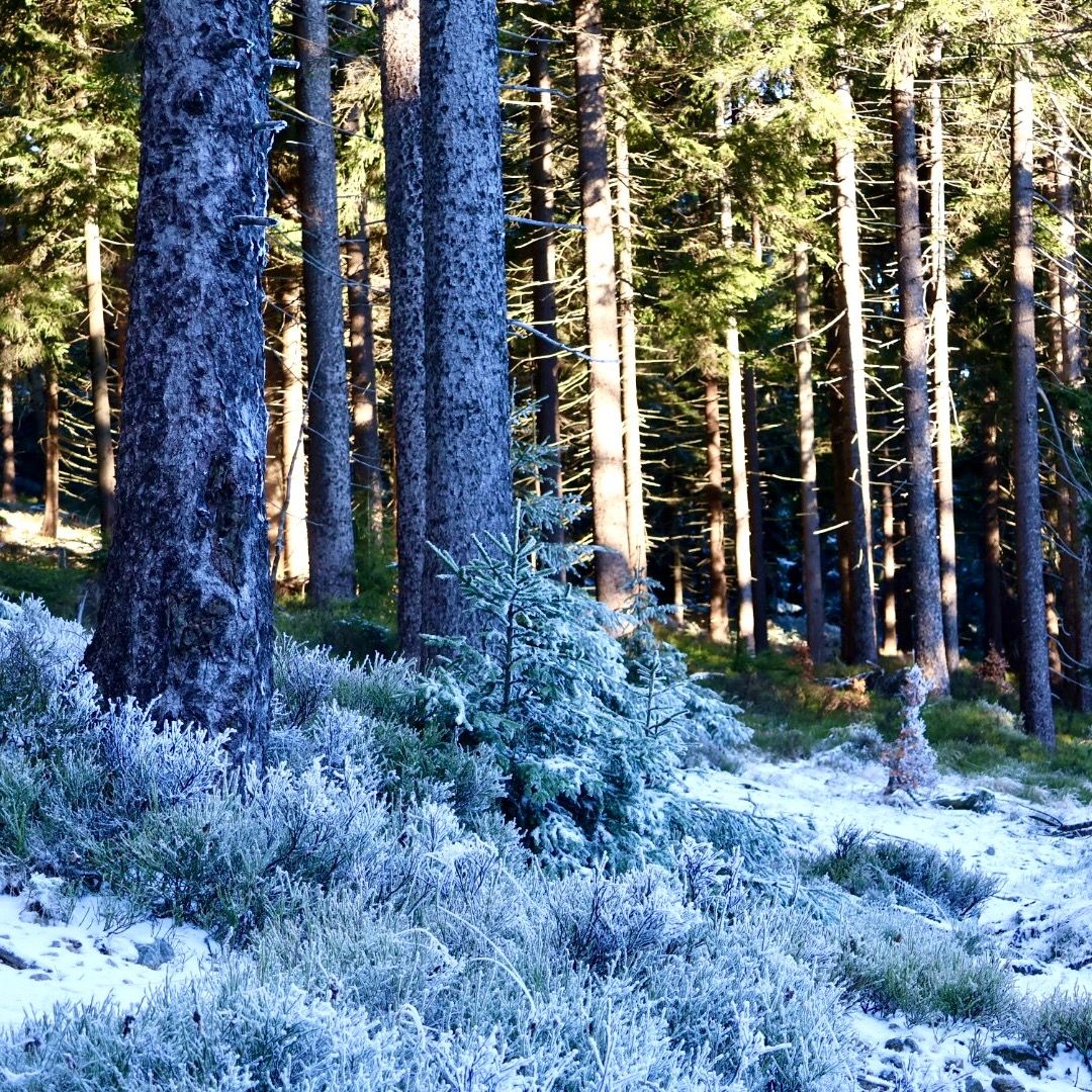 Soutěžní fotografie - Kam sluníčko nedosáhne,  Krkonoše