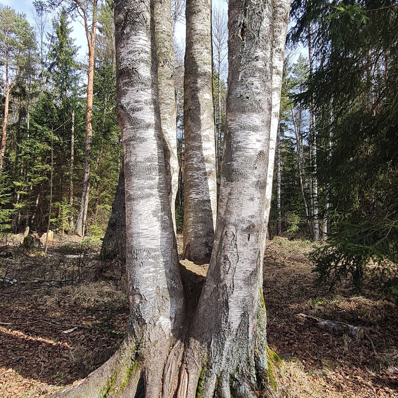 Soutěžní fotografie - Šest bratrů,  Šumava, Soumarské rašeliniště