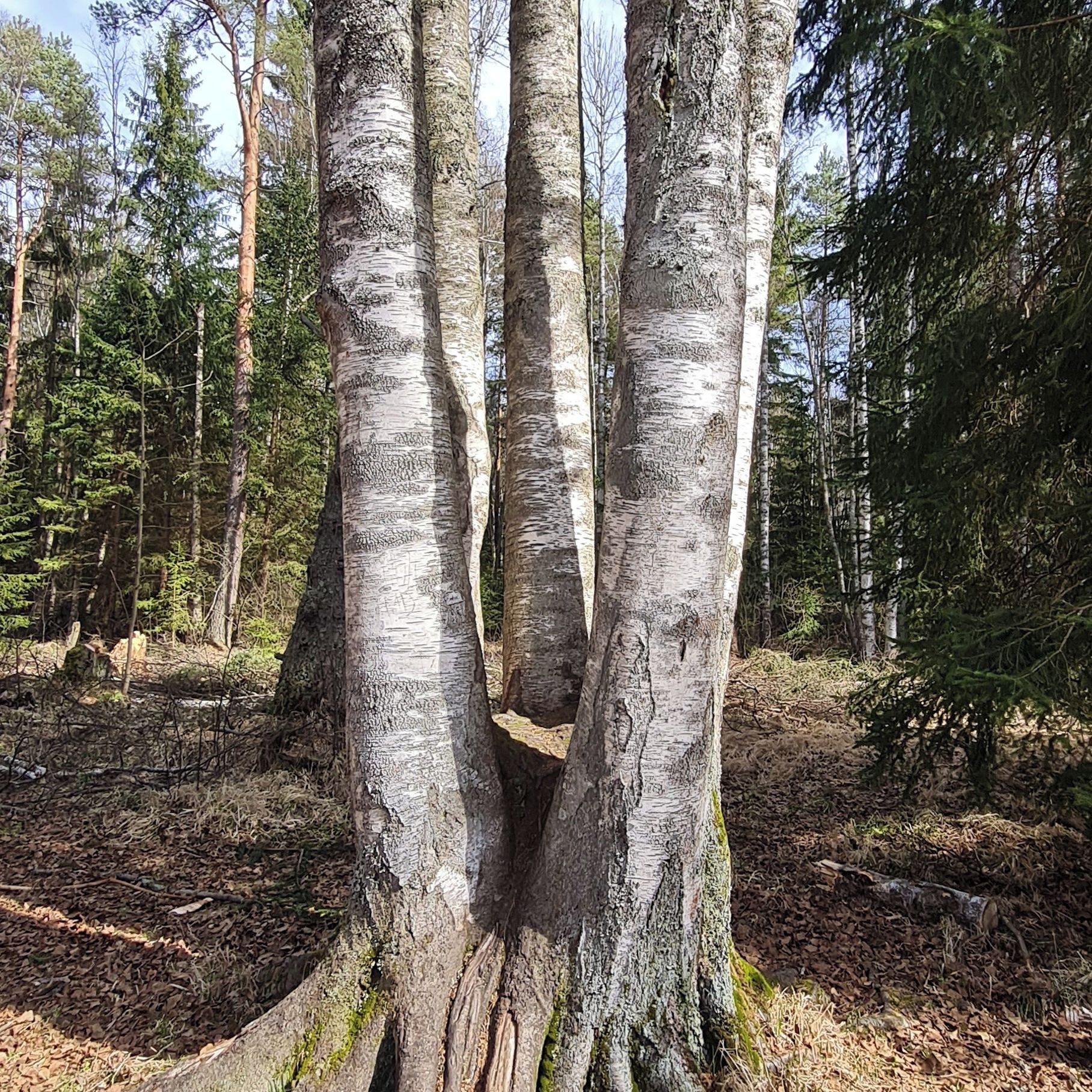 Soutěžní fotografie - Šest bratrů,  Šumava, Soumarské rašeliniště