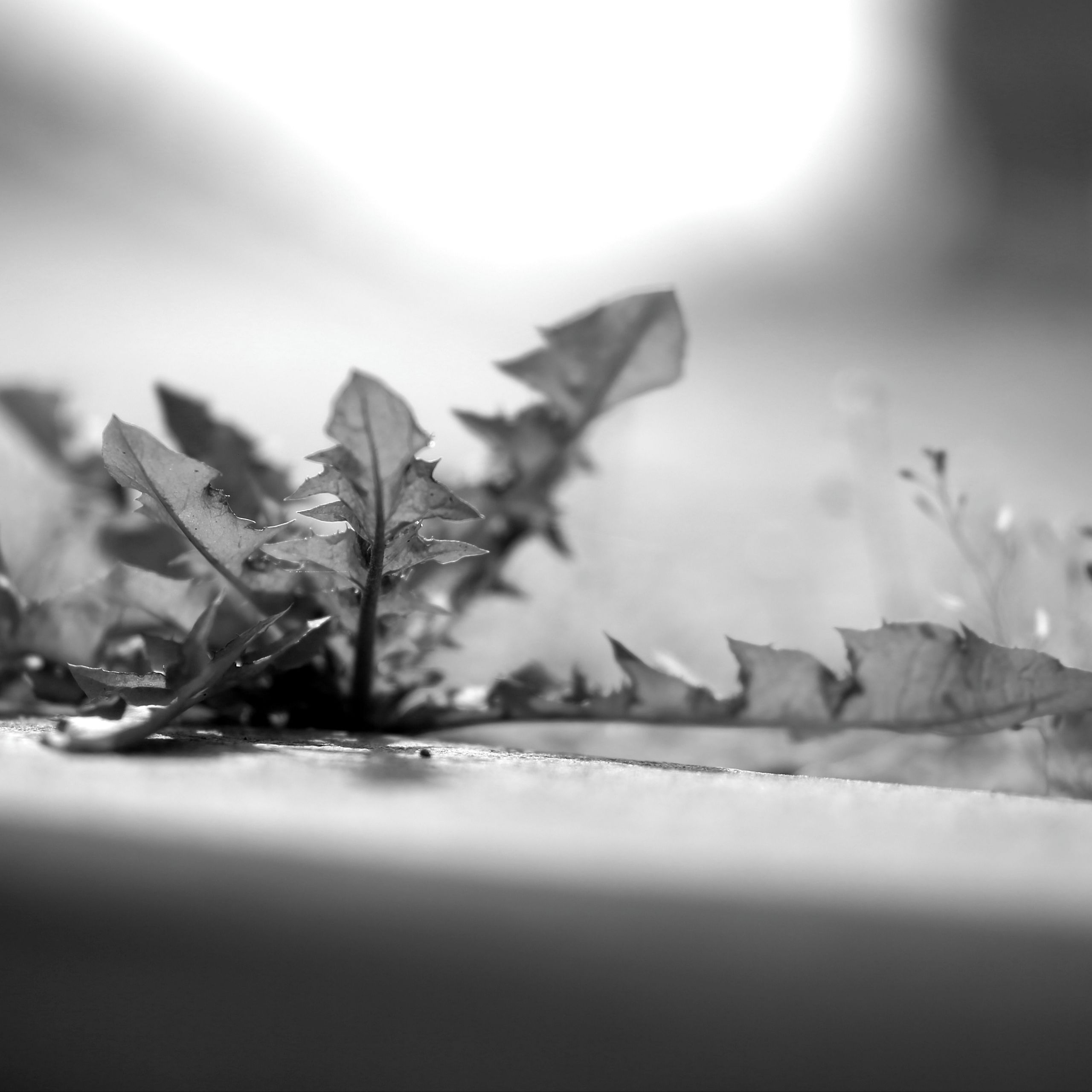 Soutěžní fotografie - Příroda si najde cestu,  Praha, Vltavská