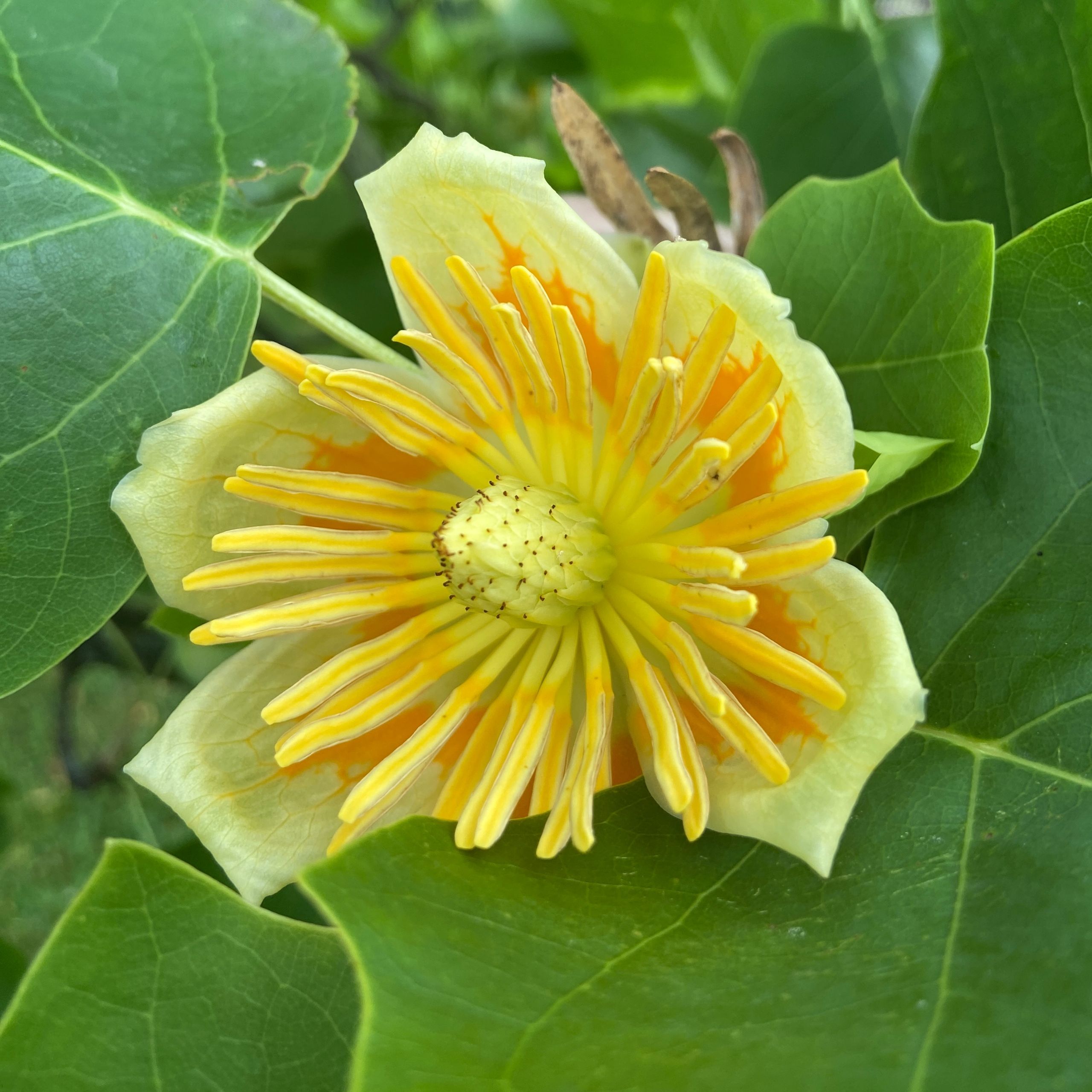 Soutěžní fotografie - Liliovník tulipánokvětý,  Zámecká zahrada Nova Horka