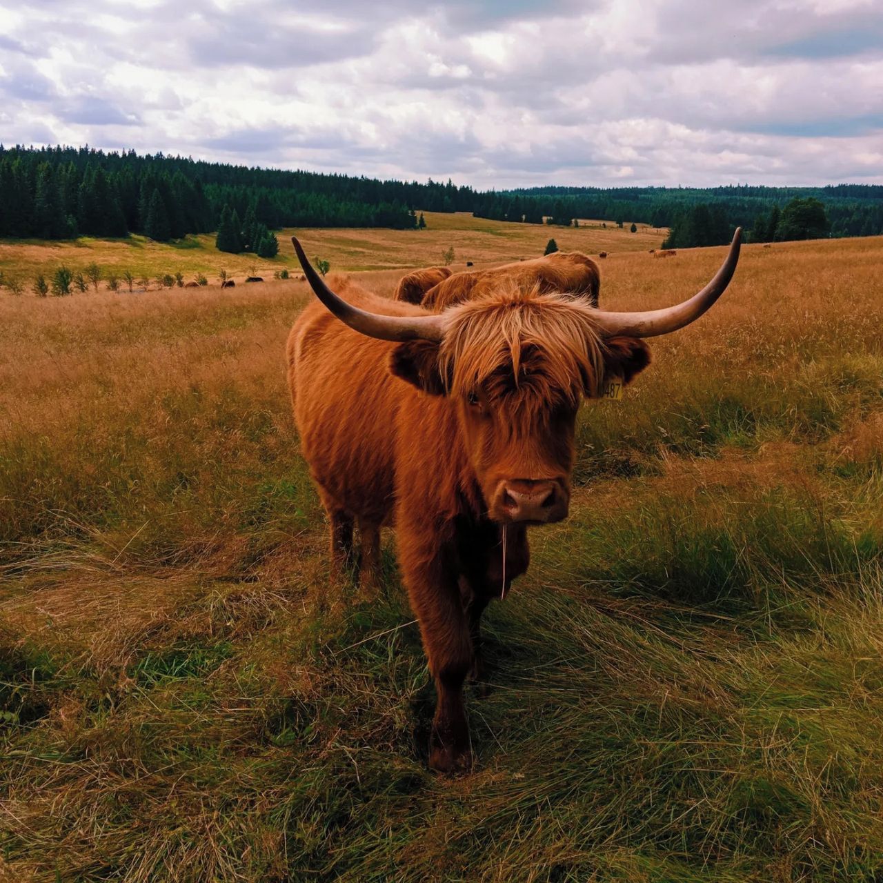 Soutěžní fotografie - Divočina,  Boží Dar