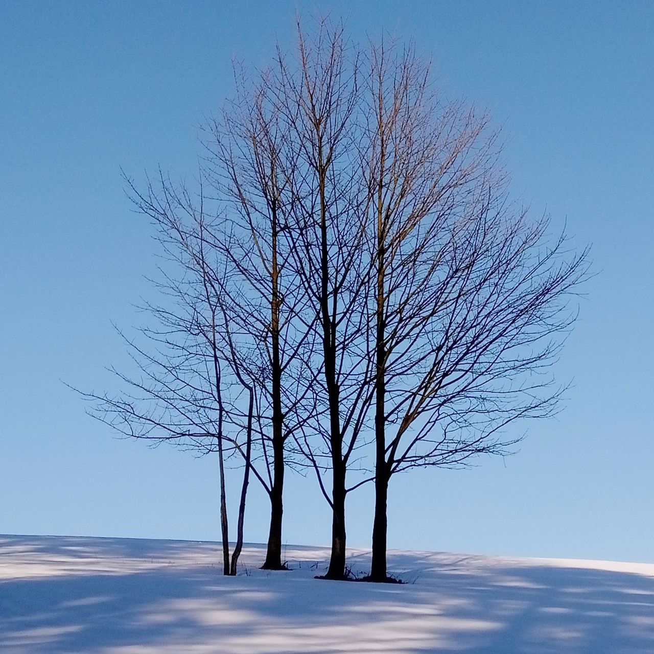 Soutěžní fotografie - Solitér,  Krompach