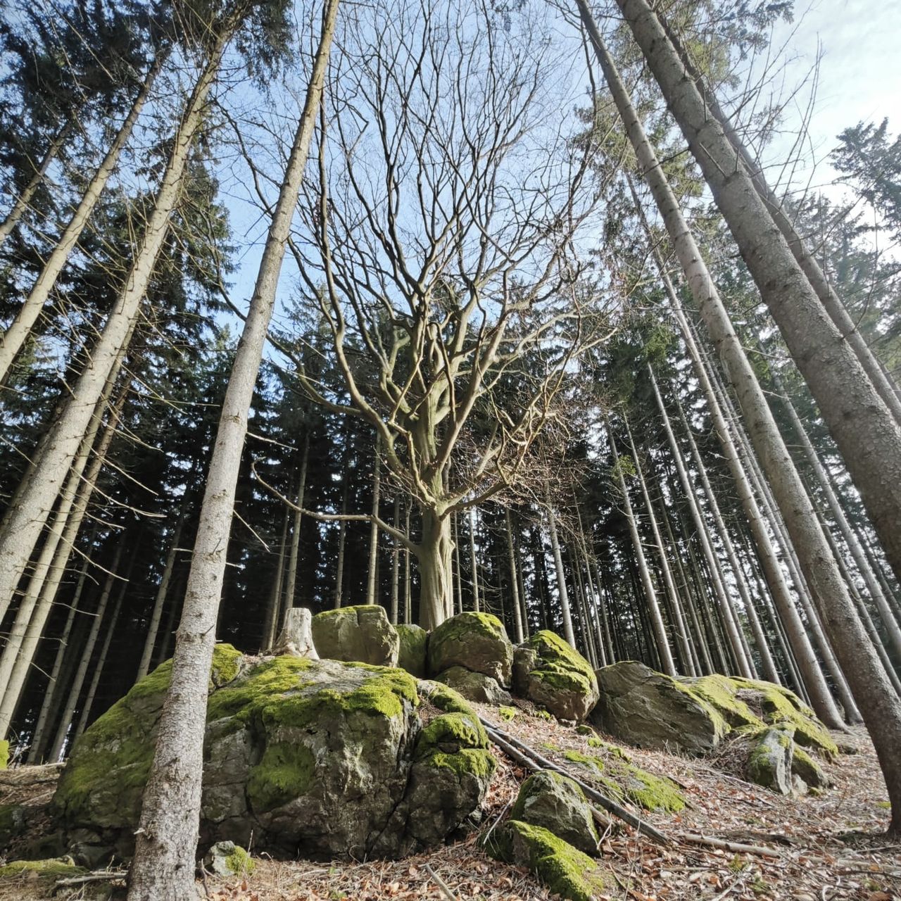 Soutěžní fotografie - Kouzelný strom,  Vysočina