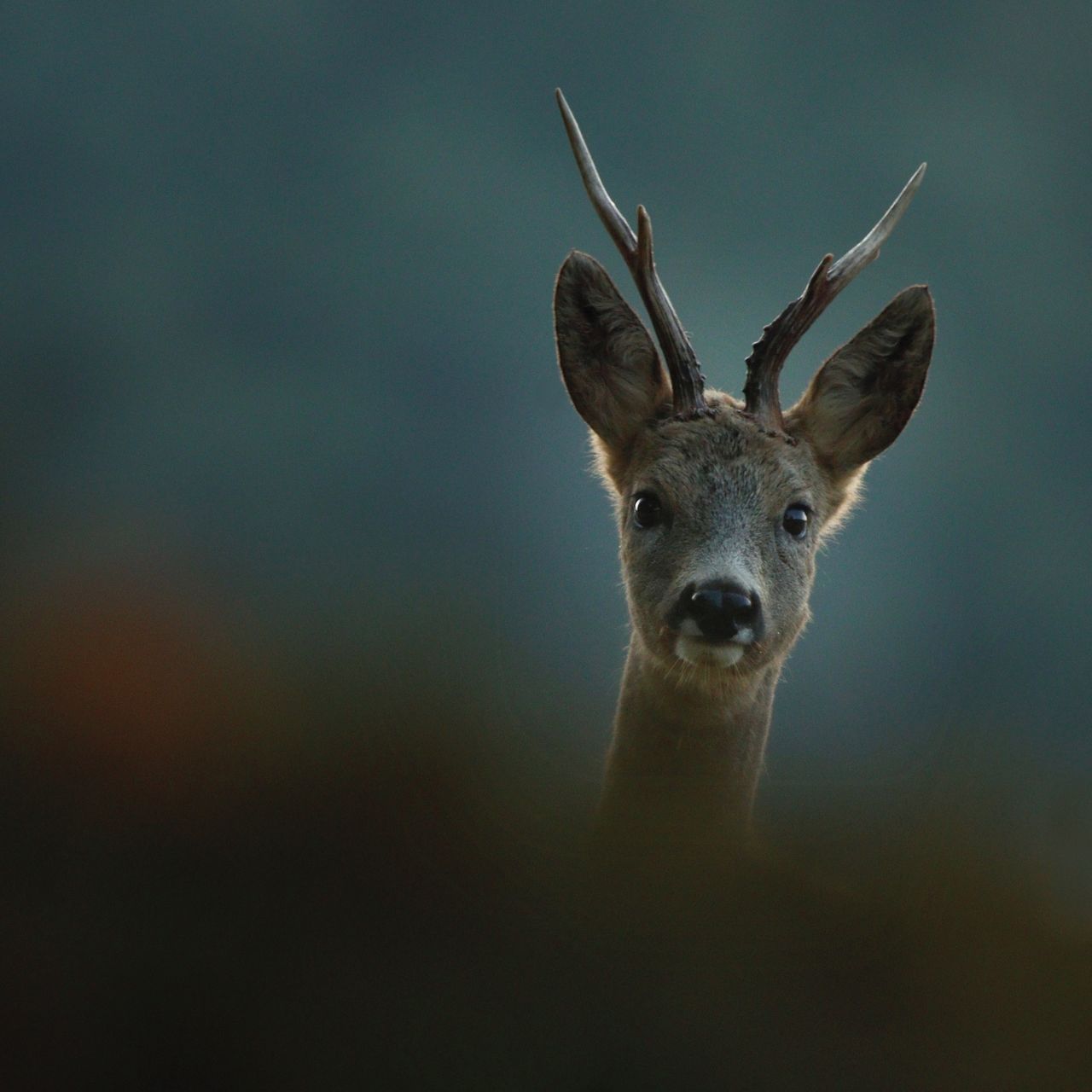Soutěžní fotografie - Divné cvaknutí,  okr.Pelhřimov,u obce Radňov
