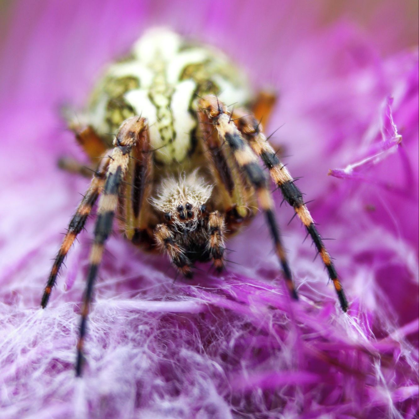 Soutěžní fotografie - Její veličenstvo na purpurovém trůnu,  Boží Dar