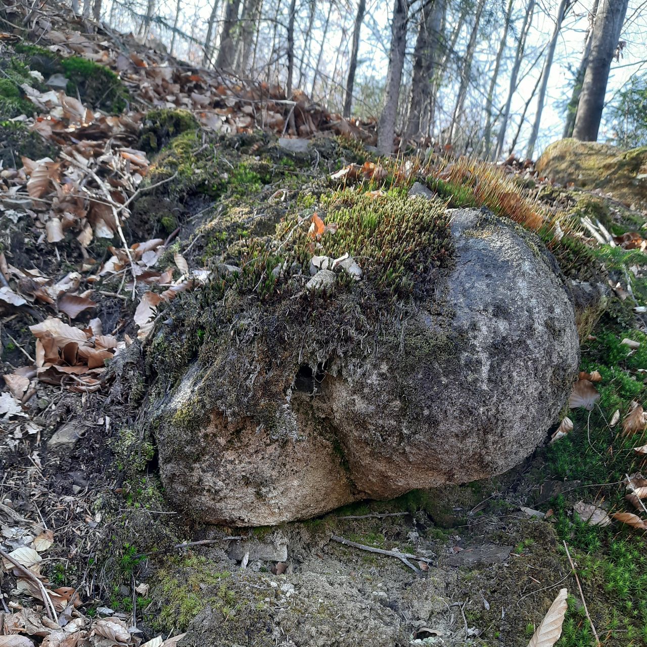 Soutěžní fotografie - Potkali jsme v lese,  Chvalčov