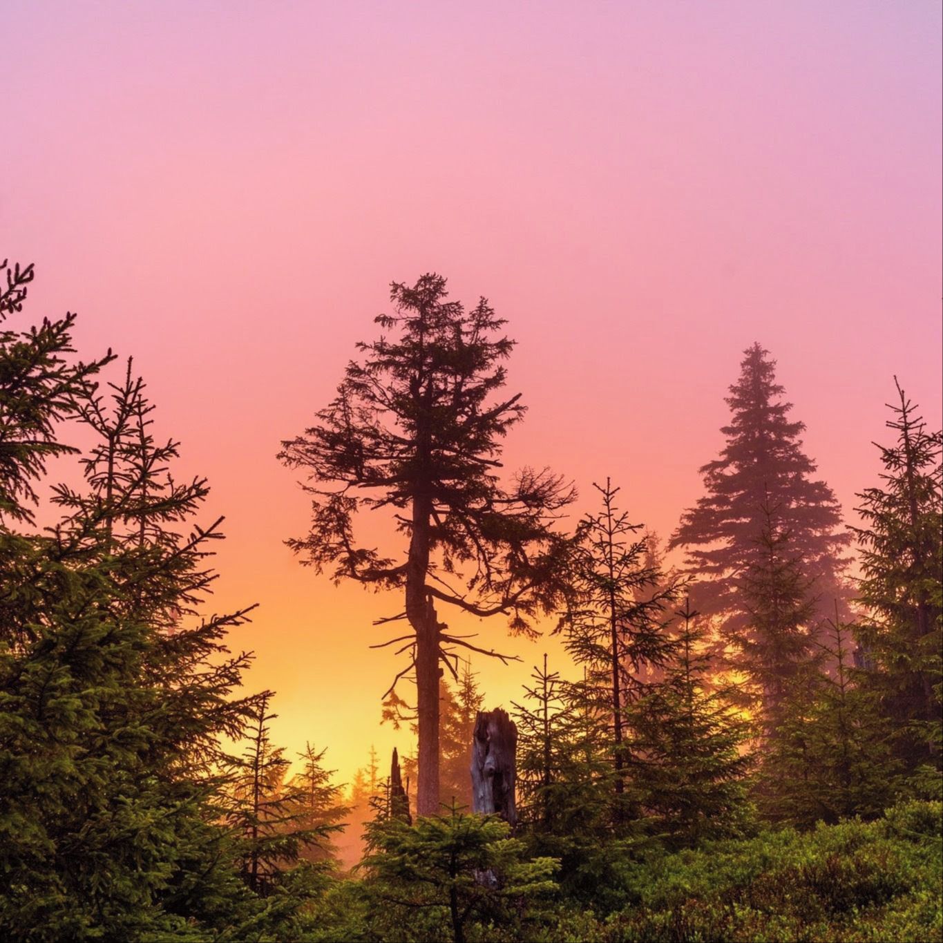 Soutěžní fotografie - Ranní setkání slunce s mlhou,  Rychlebské hory