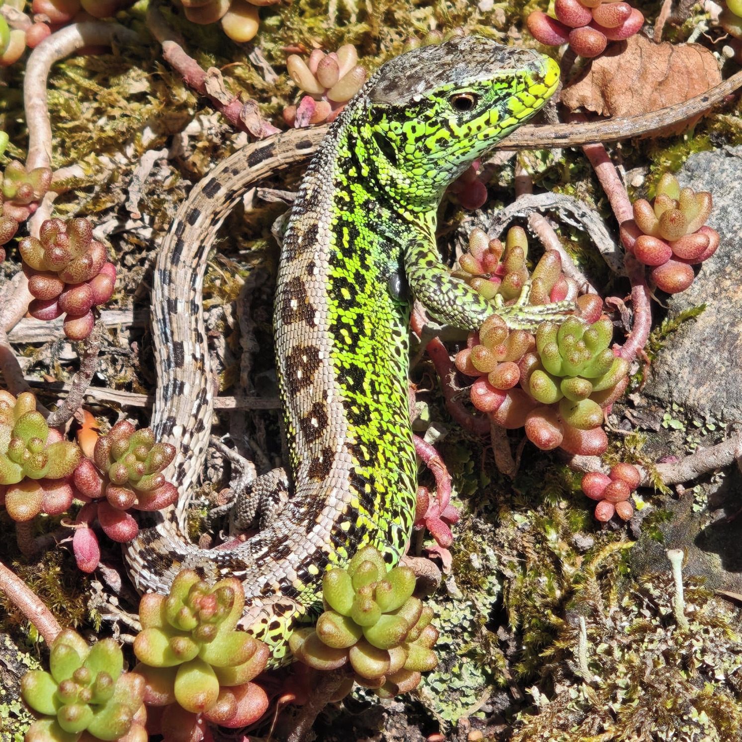 Soutěžní fotografie - Ještěrka sameček,  Klatovy