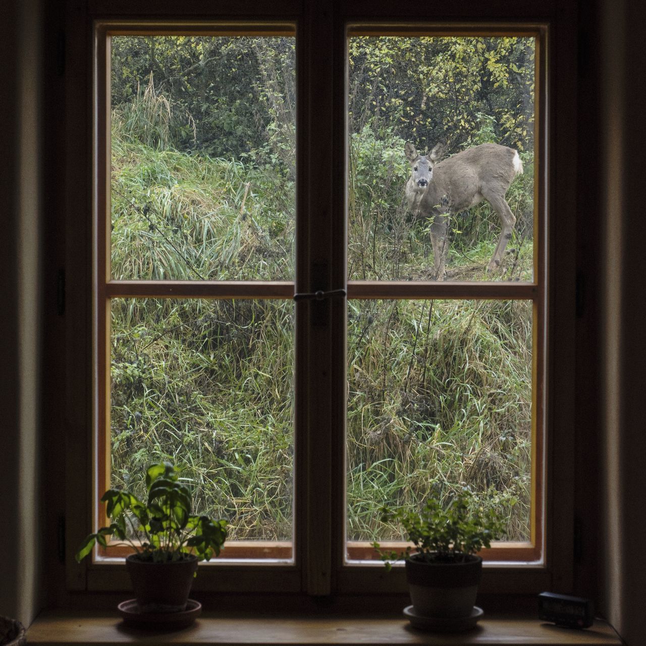 Soutěžní fotografie - Divočina za oknem,  Gruna