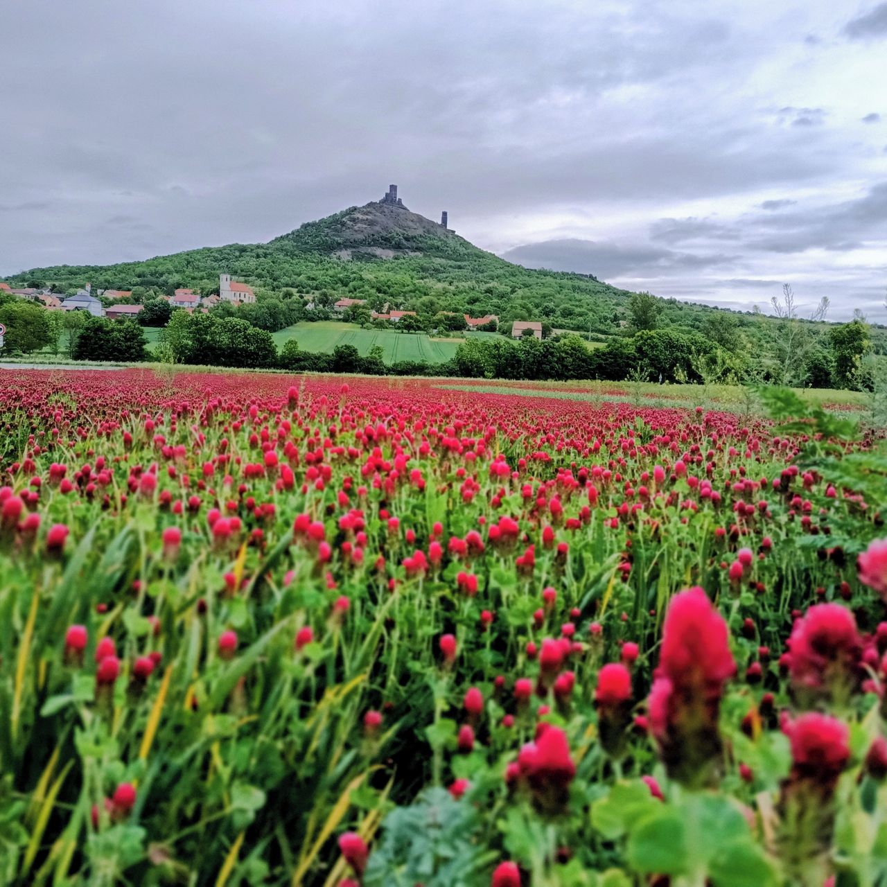 Soutěžní fotografie - Hazmburk a krásný jetel,  Kousek u Hazmburku