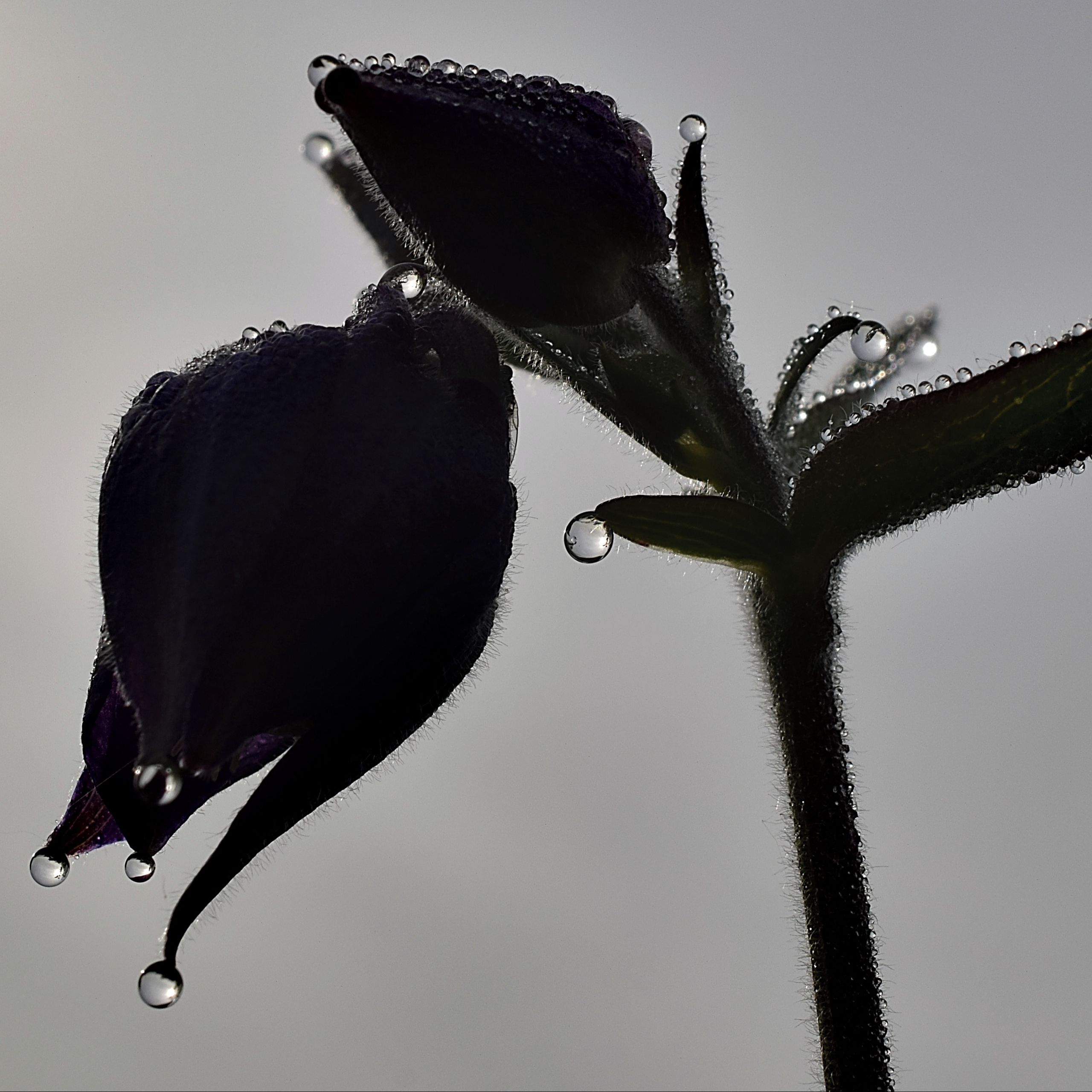 Soutěžní fotografie - Ranní rosa,  Šumperk