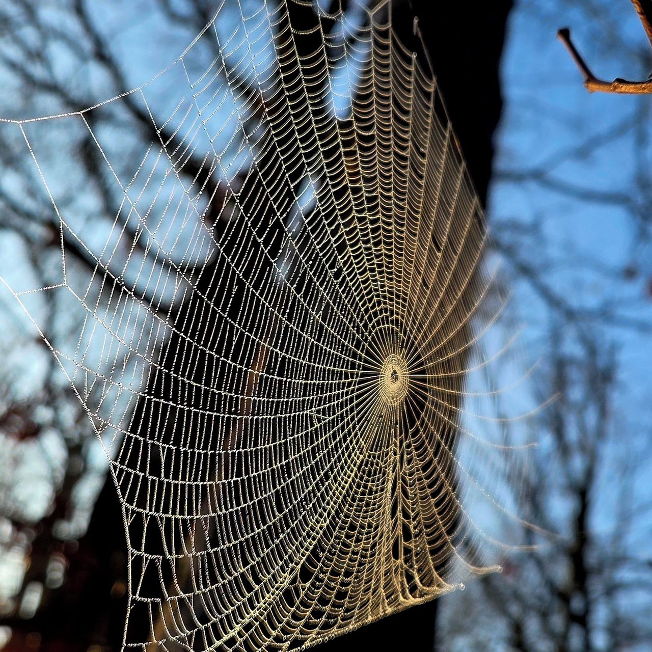 Soutěžní fotografie - Pavučina snů,  Jíloviště