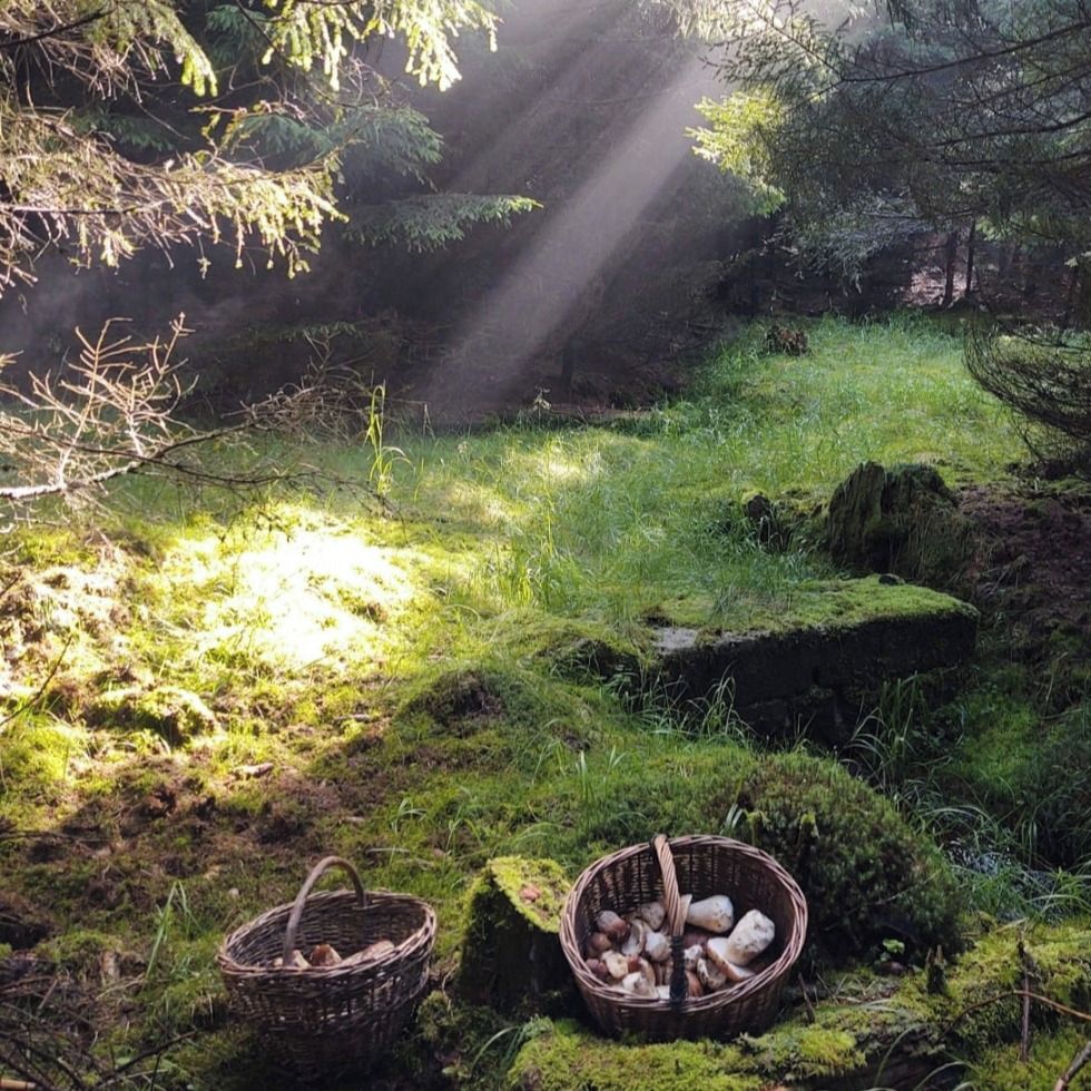 Soutěžní fotografie - Ranní slunce,  Šumava