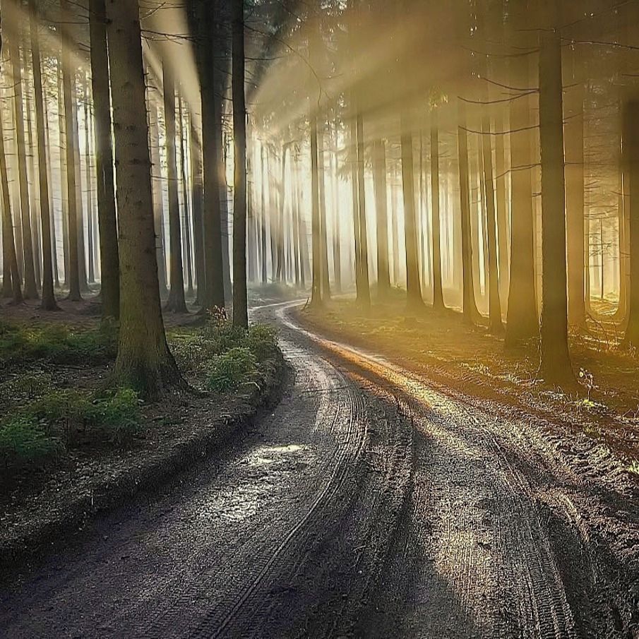 Soutěžní fotografie - Když se v lese rozsvítí,  Českomoravská vrchovina