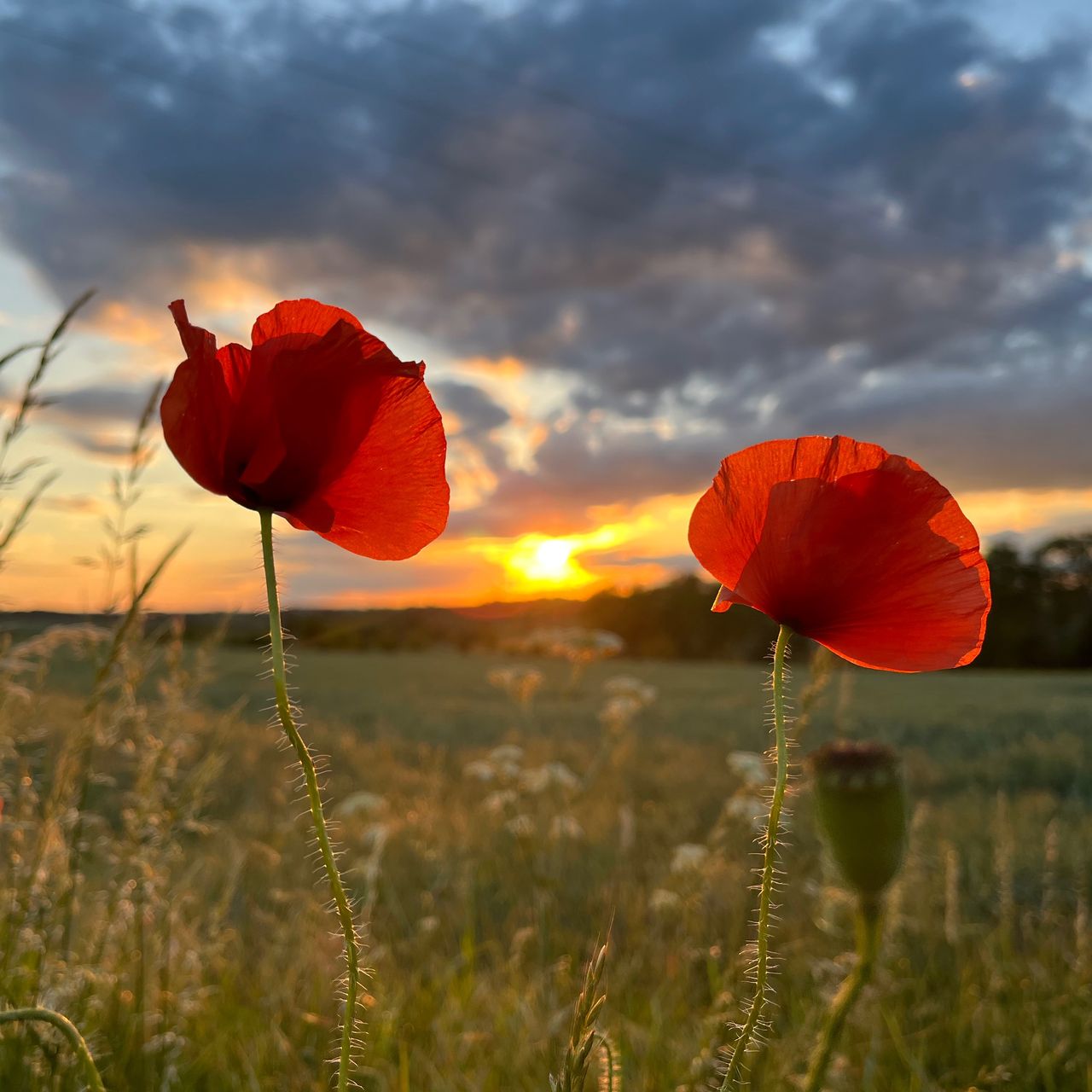Soutěžní fotografie - Papaver rhoeas,  Okoř