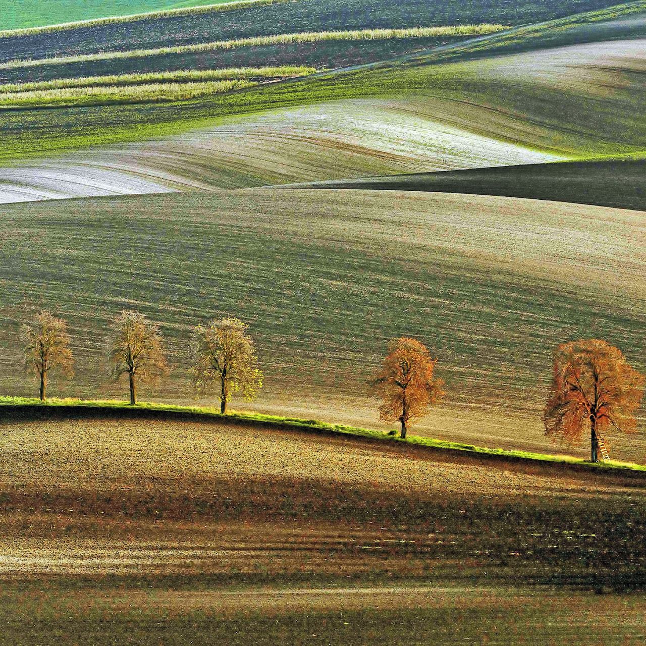 Soutěžní fotografie - Kaštánky,  Kyjovsko