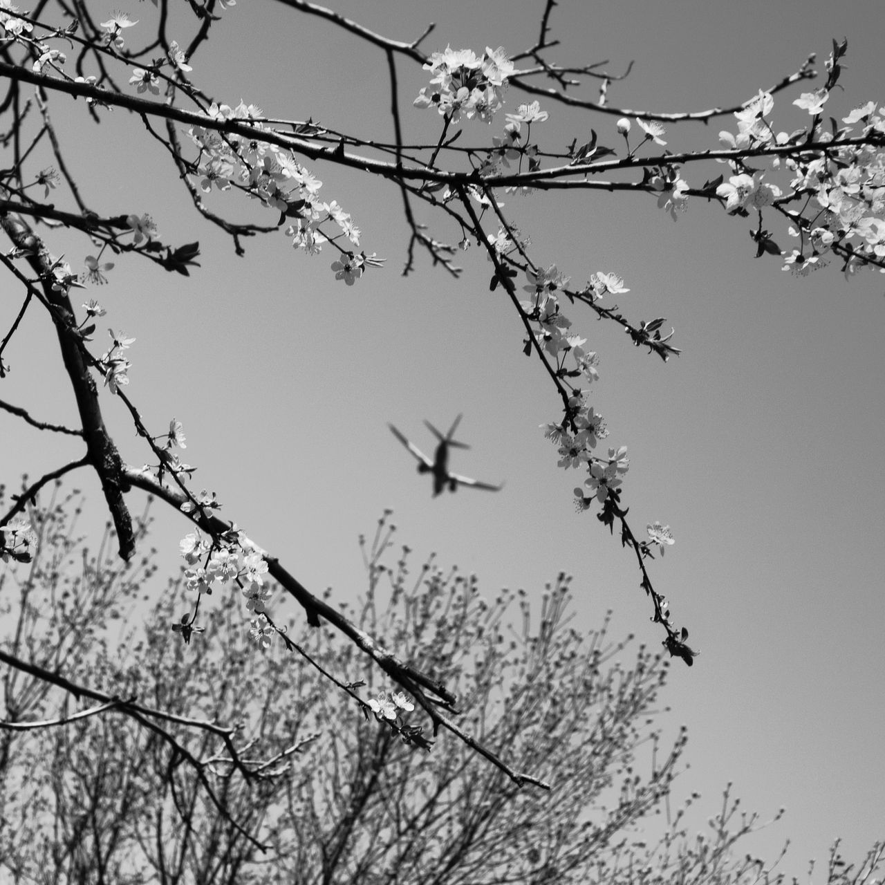 Soutěžní fotografie - Aeroflora,  Jinonice, Praha 5