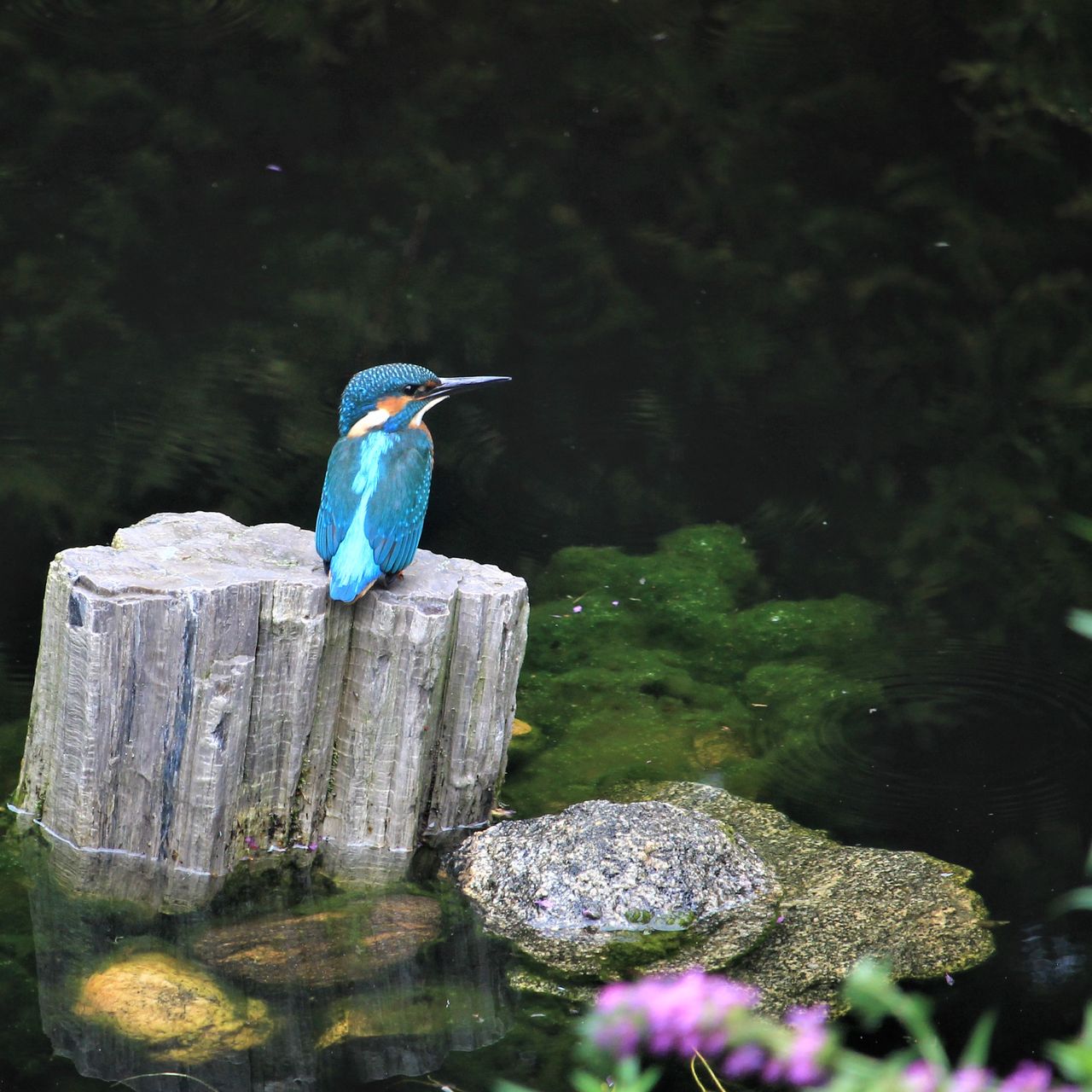 Soutěžní fotografie - vzácná návštěva,  Ujčín