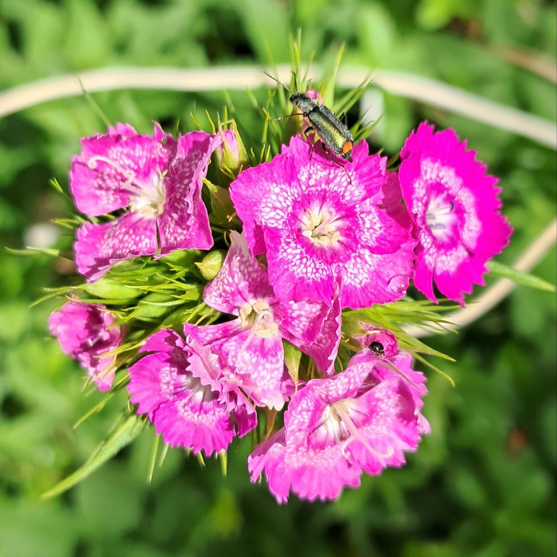 Soutěžní fotografie - Malachius bipustulatus,Dianthus barbatus,  Nebovidy u Brna