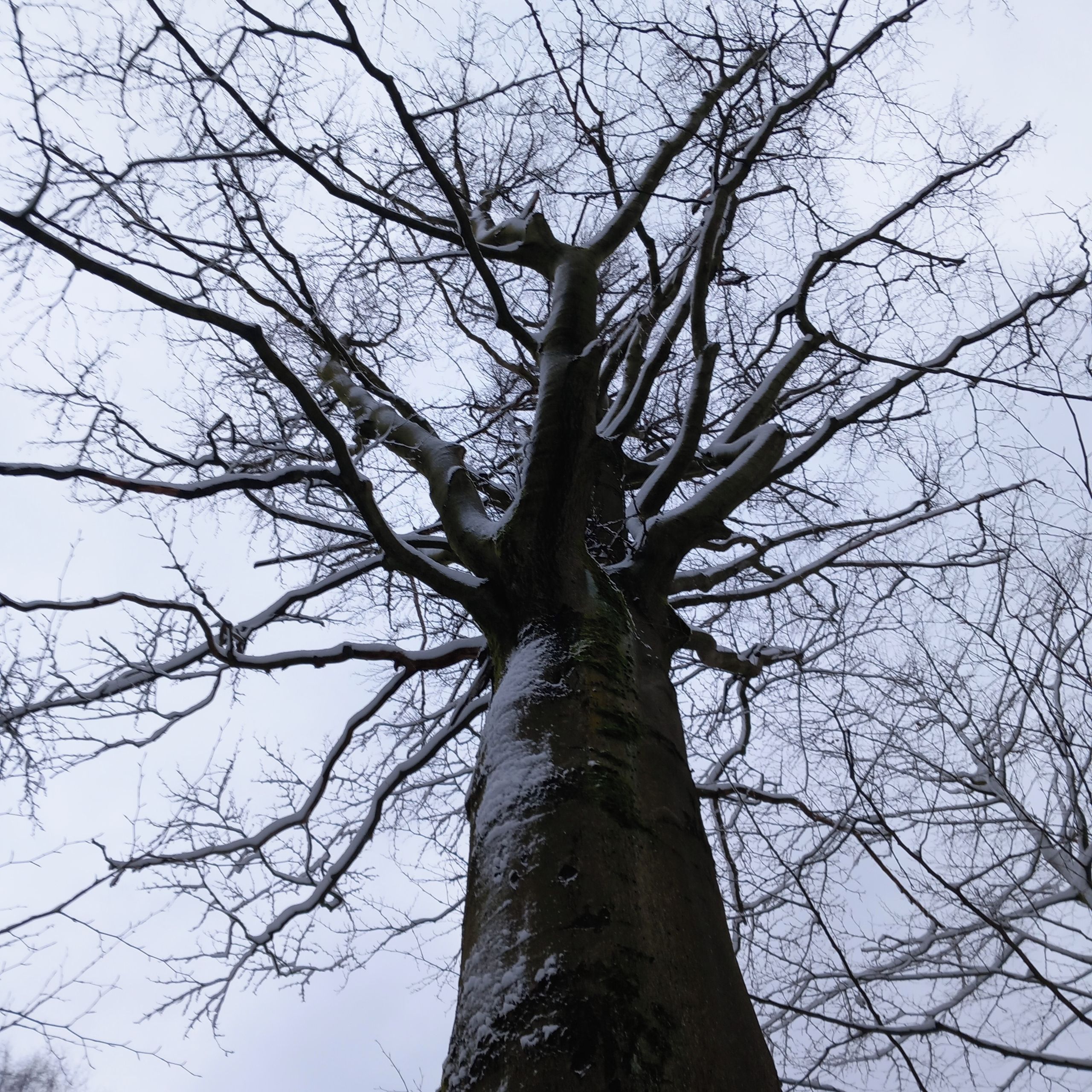 Soutěžní fotografie - Zimní král,  Kytlice