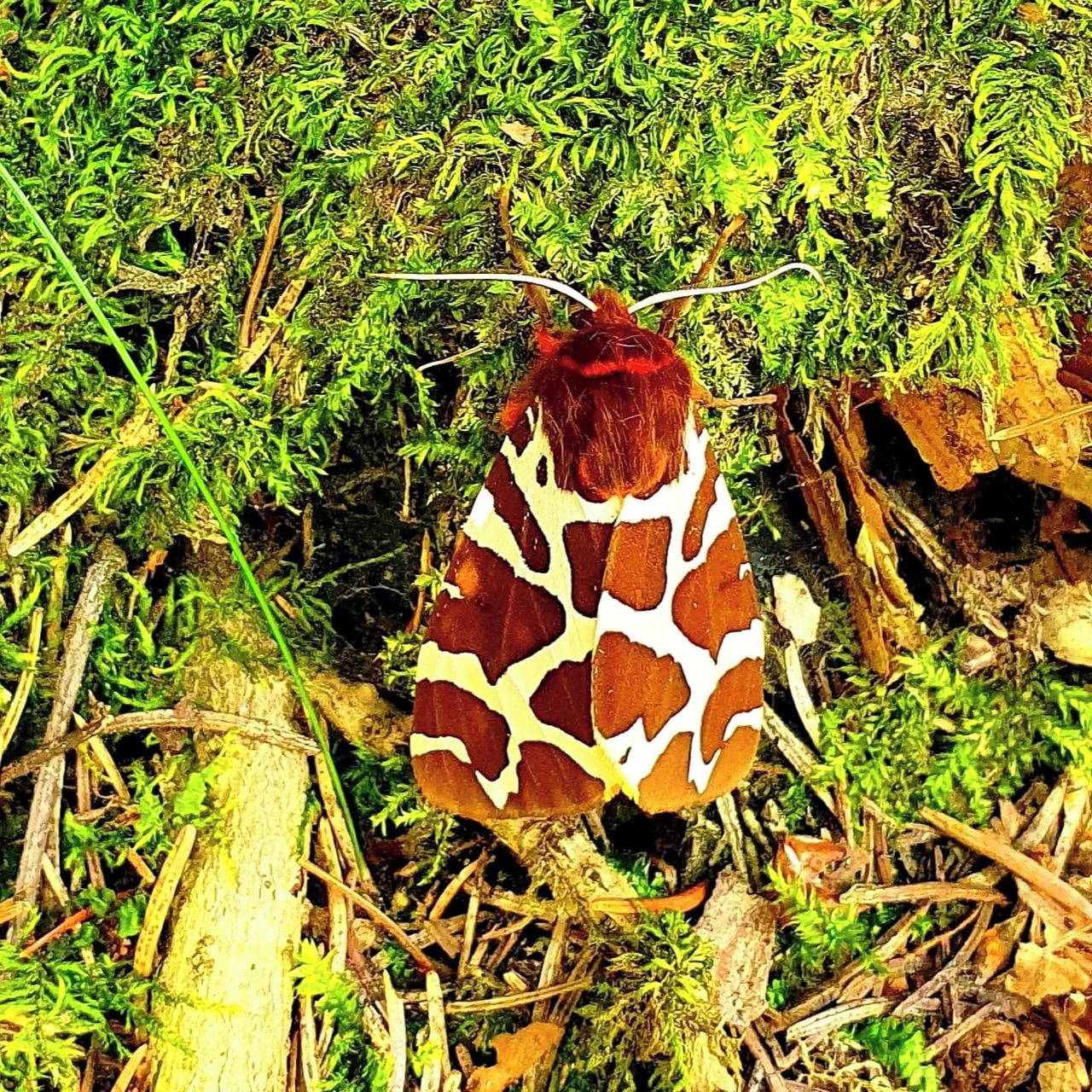 Soutěžní fotografie - Přástevník medvědí,  Přední Labská