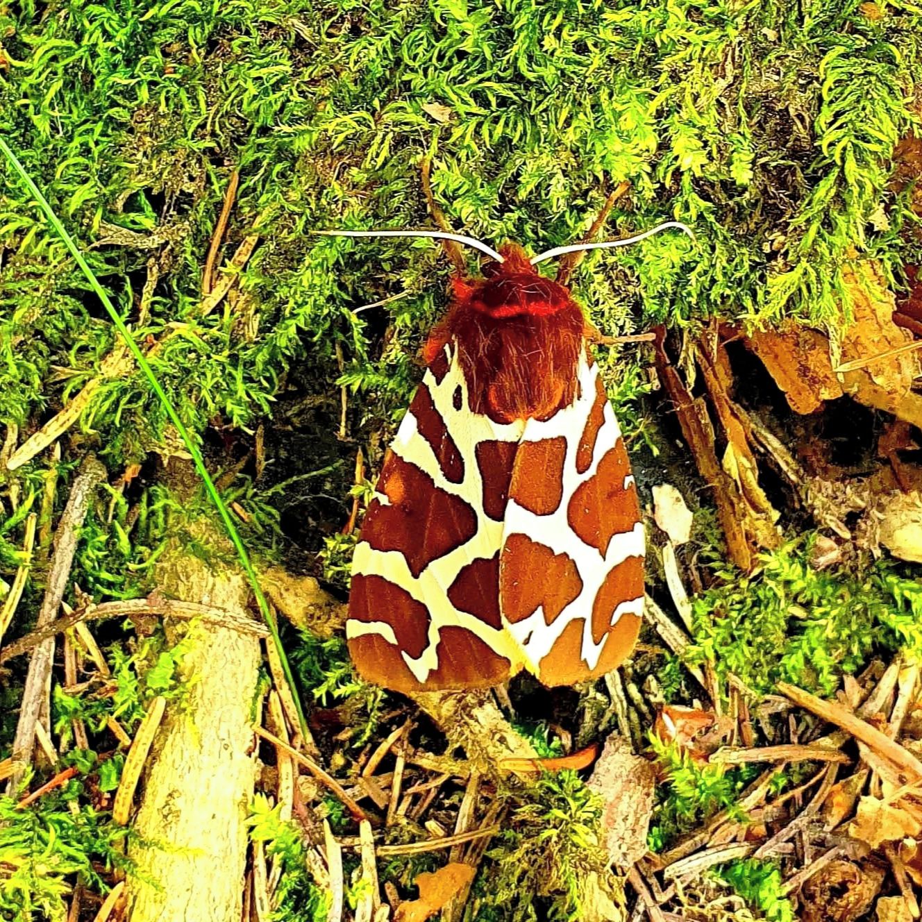 Soutěžní fotografie - Přástevník medvědí,  Přední Labská