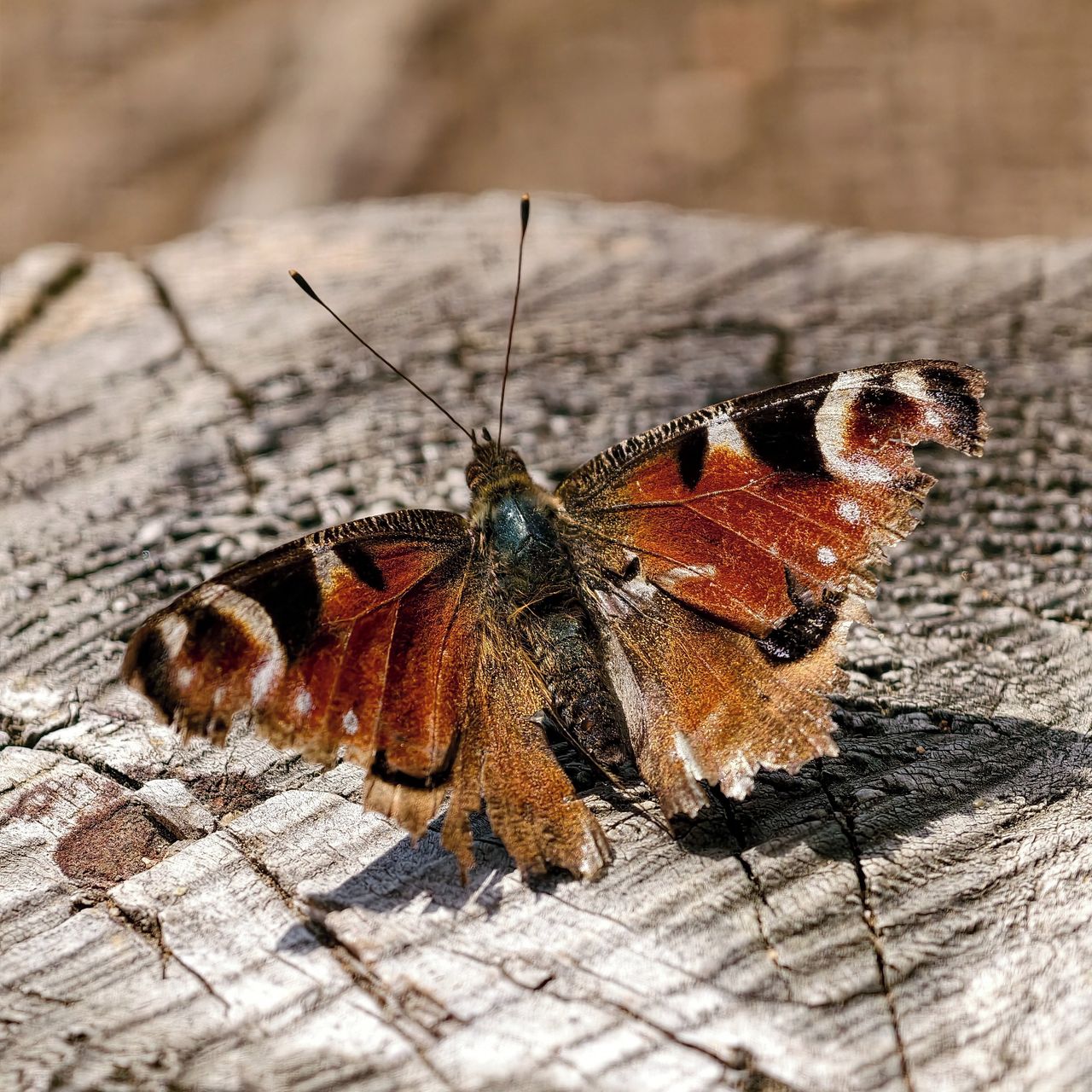 Soutěžní fotografie - MOTÝL,  Vodní nádrž Lubí, Třebíč