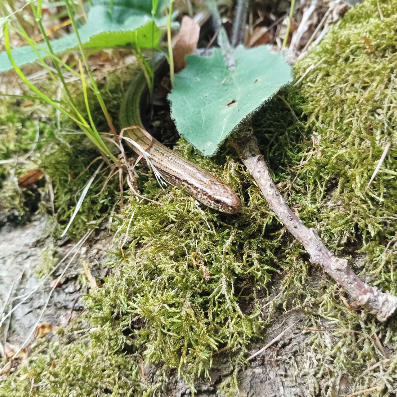 Soutěžní fotografie - Slepýš křehký,  Podskála