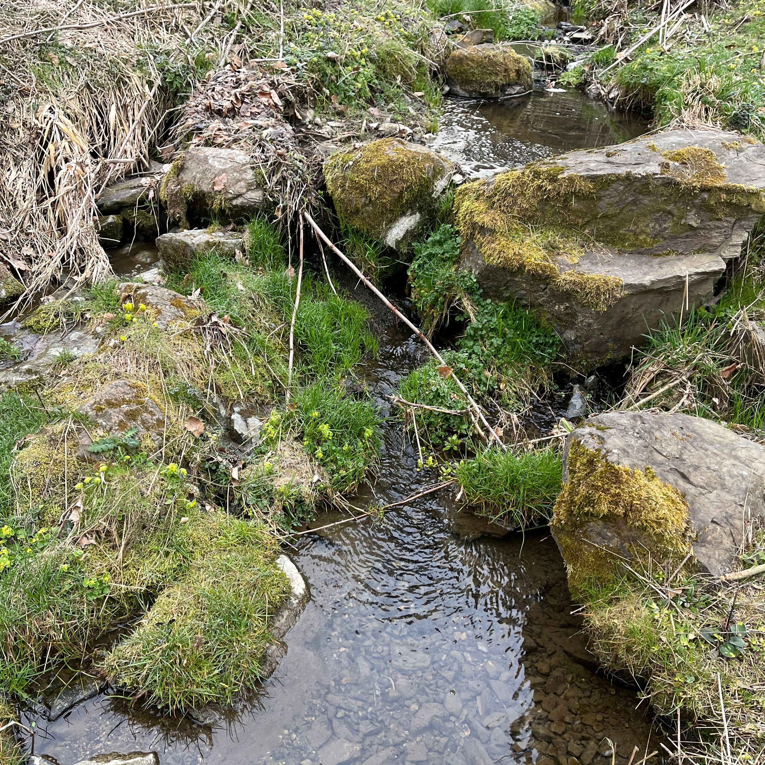 Soutěžní fotografie - Potůček v lese,  Plzeň - sever
