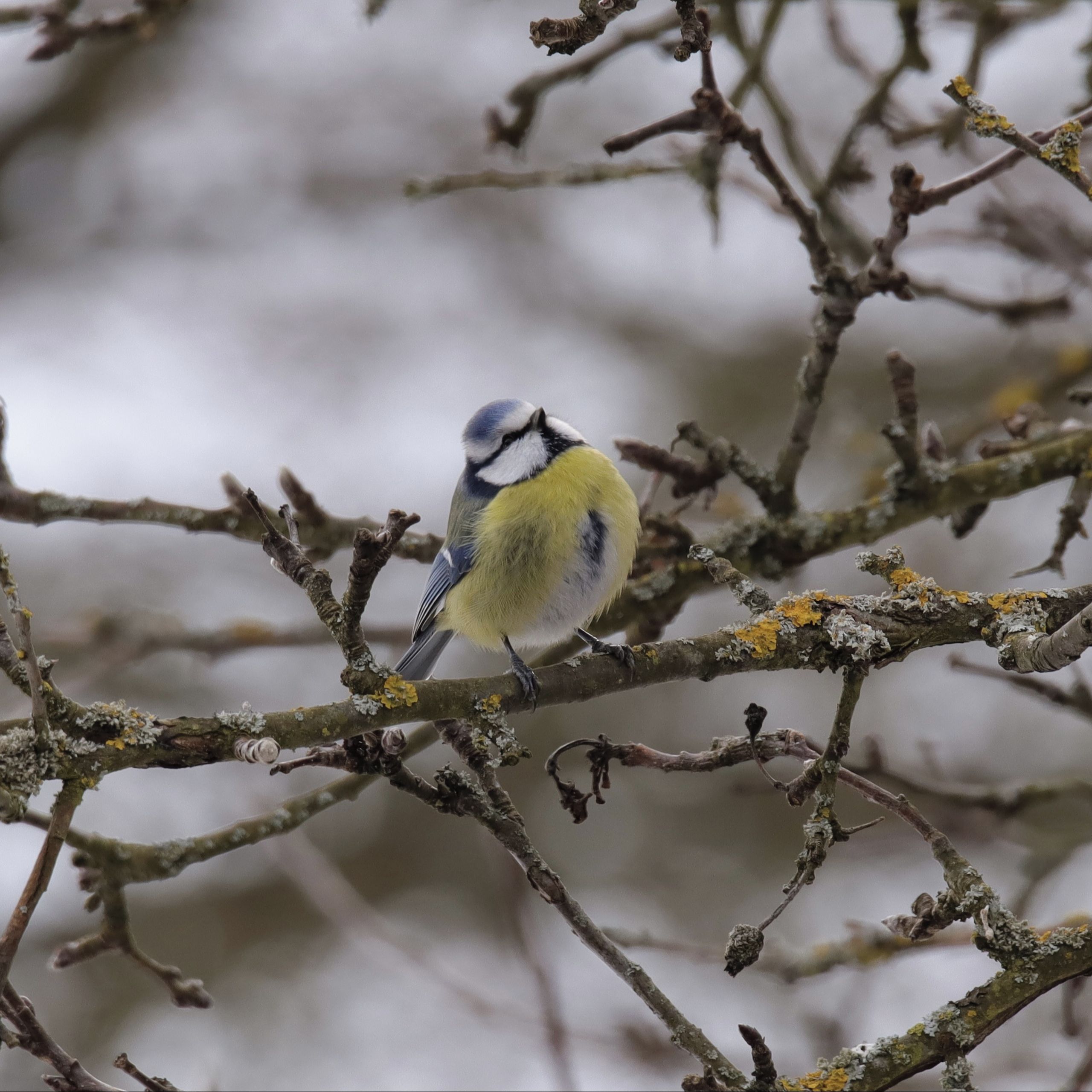 Soutěžní fotografie - Vyhlížení jara,  Vilémovice