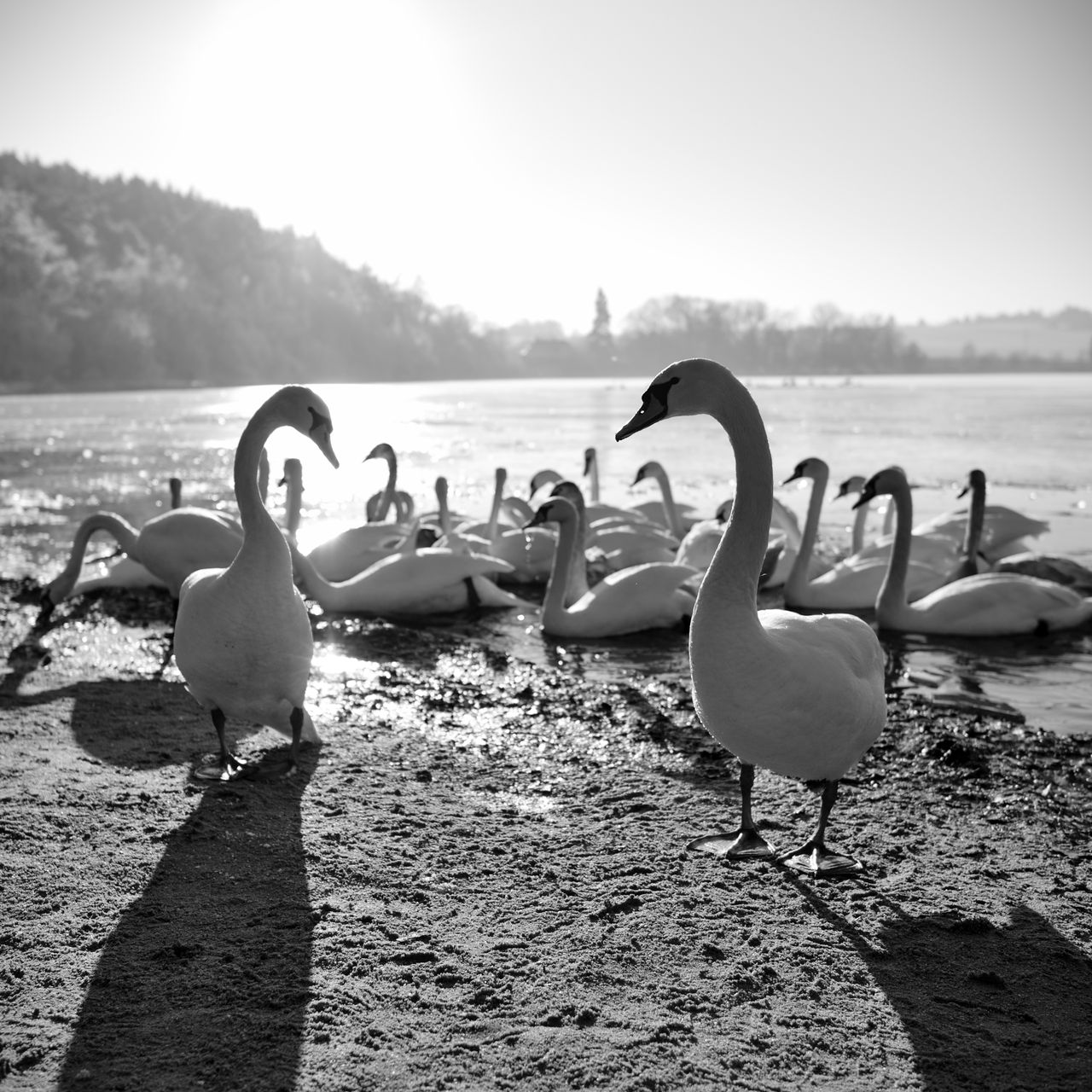 Soutěžní fotografie - Labutě u Boleváku,  Bolevecký rybník - Plzeň
